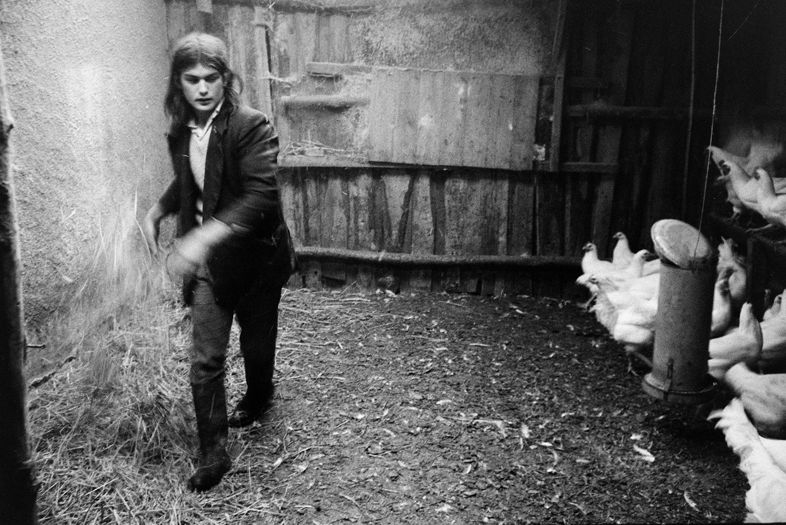 Derek Bright scattering straw for capons in a hen house at Mill Road Farm, Beaford. The farm was also known as Jeffrys.