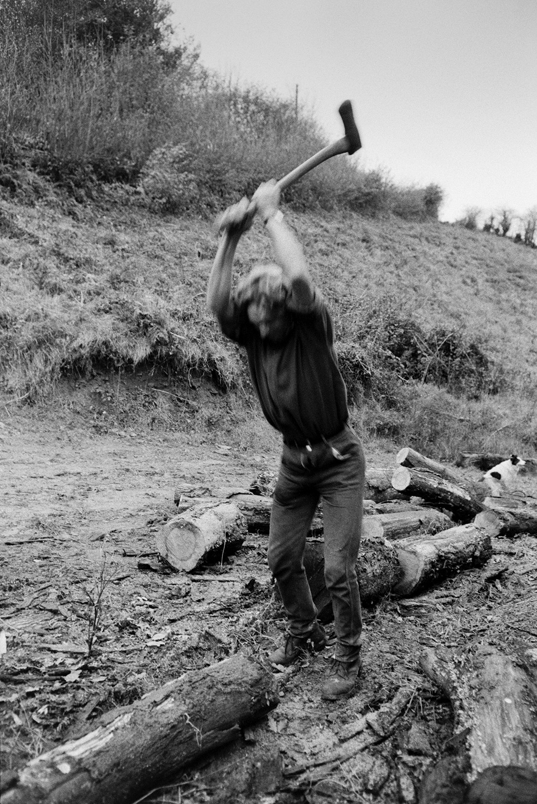 Ivor Bourne splitting logs using an axe, by a grassy bank at Mill Road Farm, Beaford. The farm was also known as Jeffrys.