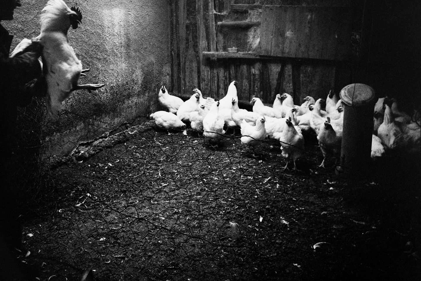 A person throwing a clipped and caponised cockerel back into pen in a shed at Mill Road Farm, Beaford. The farm was also known as Jeffrys.