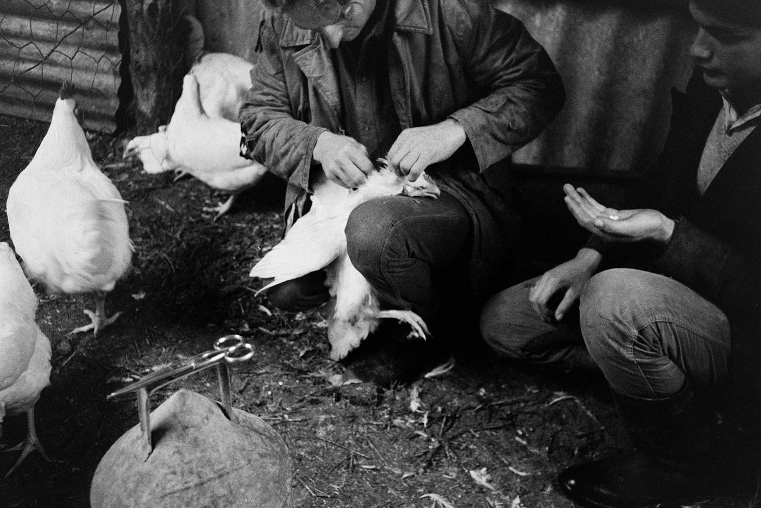 Ivor Bourne, on the left, and Derek Bright clipping the wings and caponising a cockerel in a shed at Mill Road Farm, Beaford. The farm was also known as Jeffrys.
