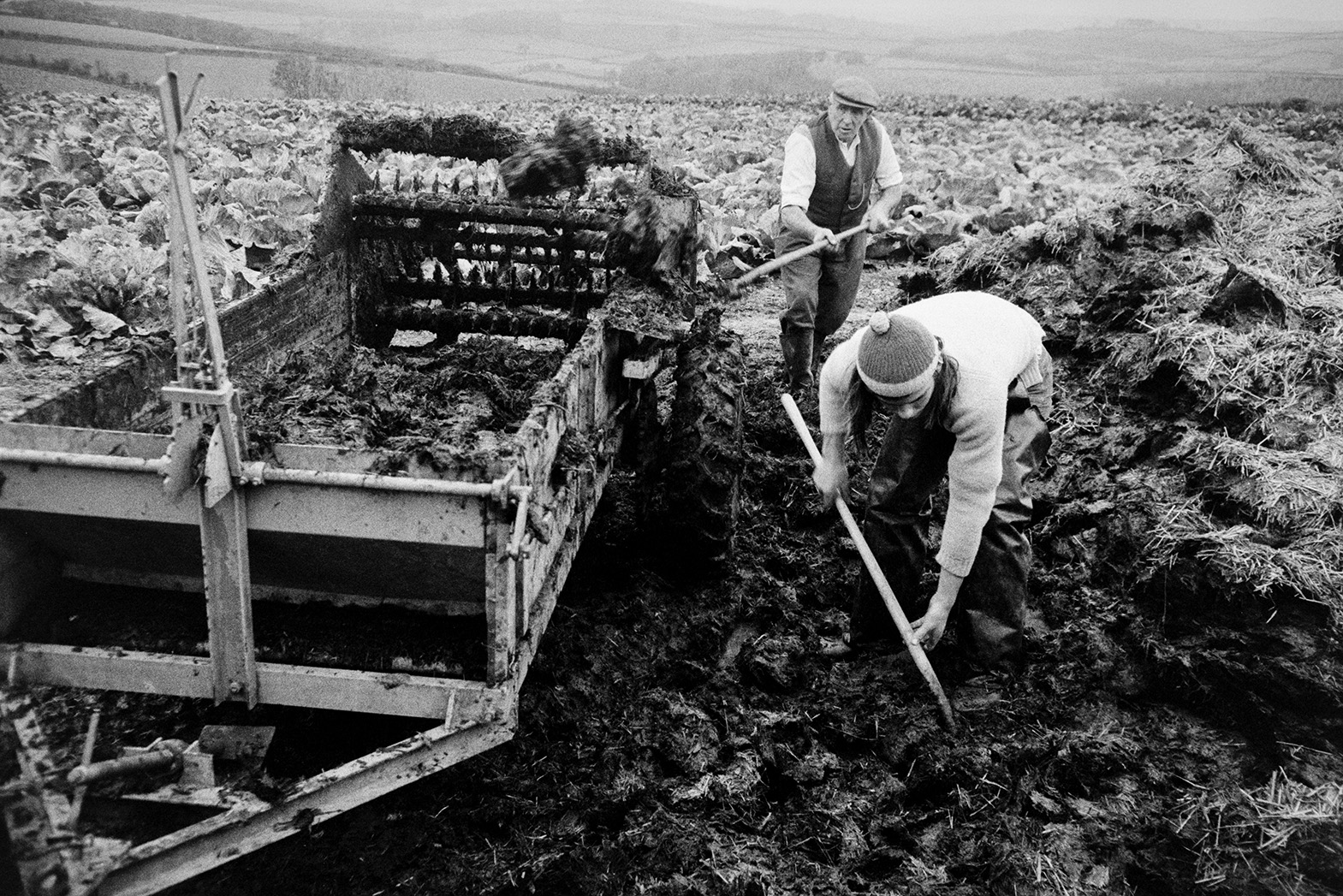 Derek Bright, in the foreground, helping Tom Hooper load a muck spreader with manure from a muck heap or dung heap, in a field at Mill Road Farm, Beaford. They are using shovels. The farm was also known as Jeffrys.