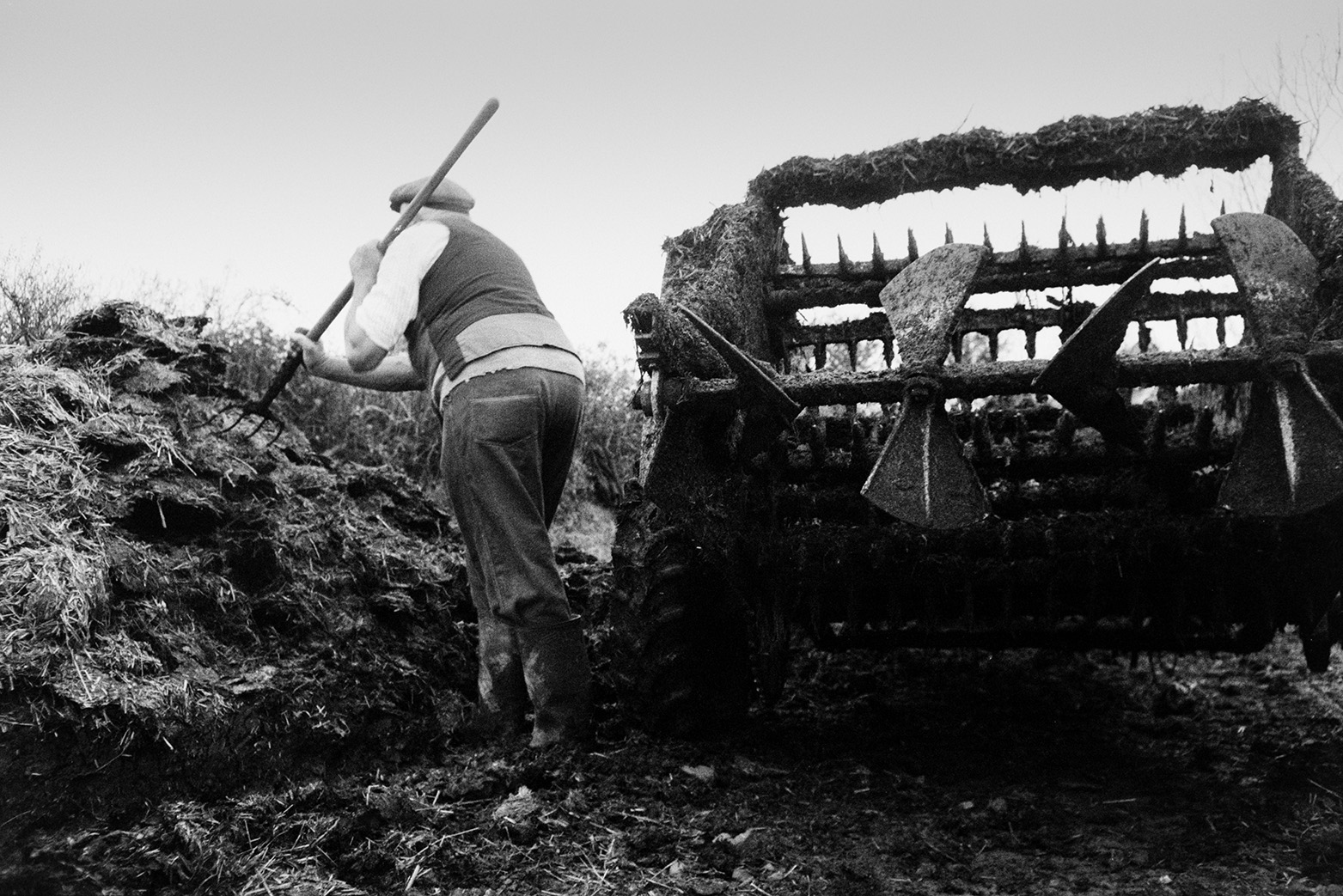 Tom Hooper shovelling manure into a muck spreader from a muck heap or dung heap in a field at Mill Road Farm, Beaford. He is using a fork. The farm was also known as Jeffrys.