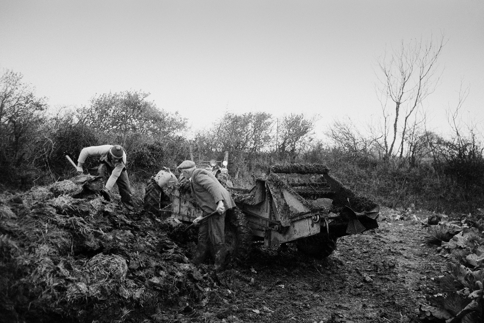 Derek Bright, on the left, and Tom Hooper shovelling manure into a muck spreader from a muck heap or dung heap, in a field at Mill Road Farm, Beaford. The farm was also known as Jeffrys.