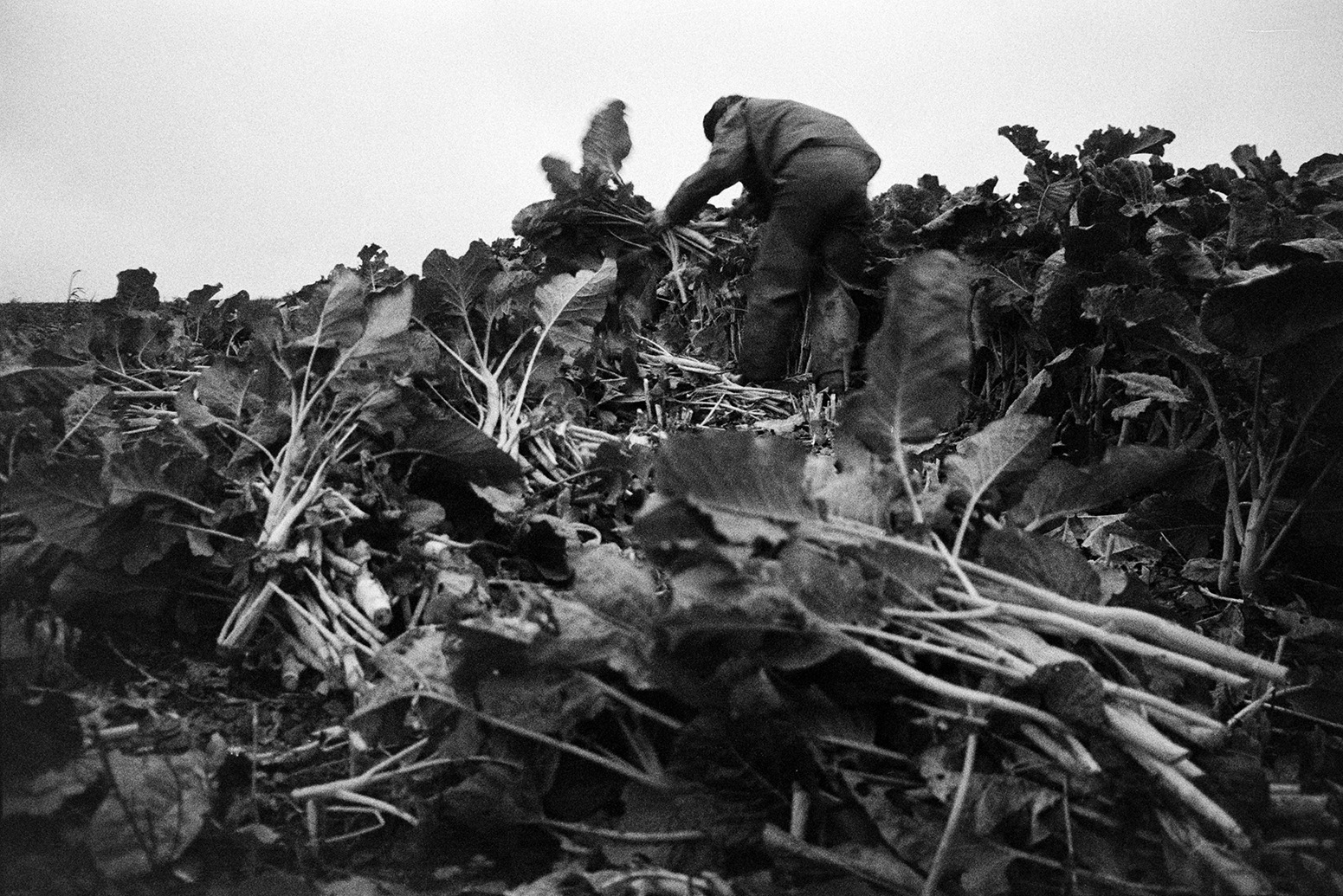Ivor Bourne cutting kale for cattle feed, using a bill hook, in a field at Mill Road Farm, Beaford. The farm was also known as Jeffrys.