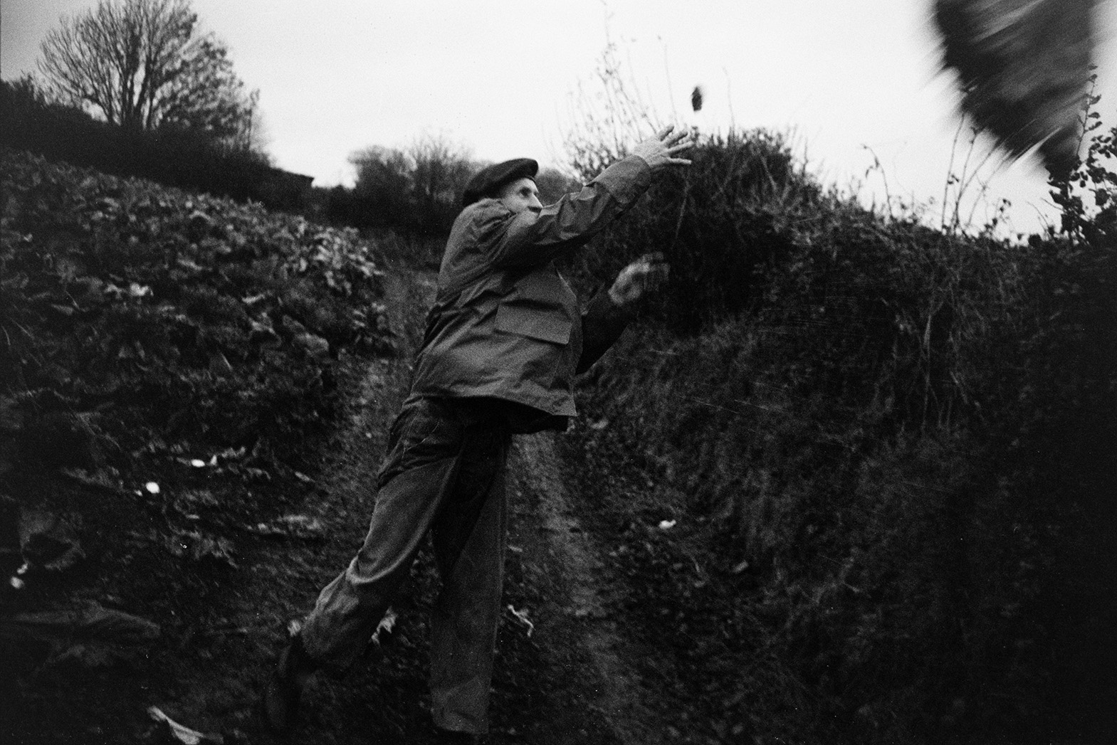 Ivor Bourne throwing flatpole cabbages over a hedge for cattle to eat, in a field at Mill Road Farm, Beaford. The farm was also known as Jeffrys.