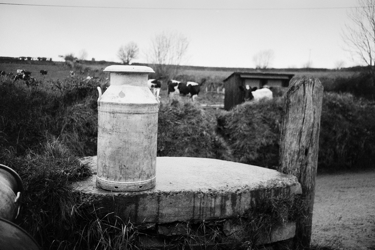 A milk churn on a milk churn stand  by a lane in Beaford. Cows can be seen grazing in the background.