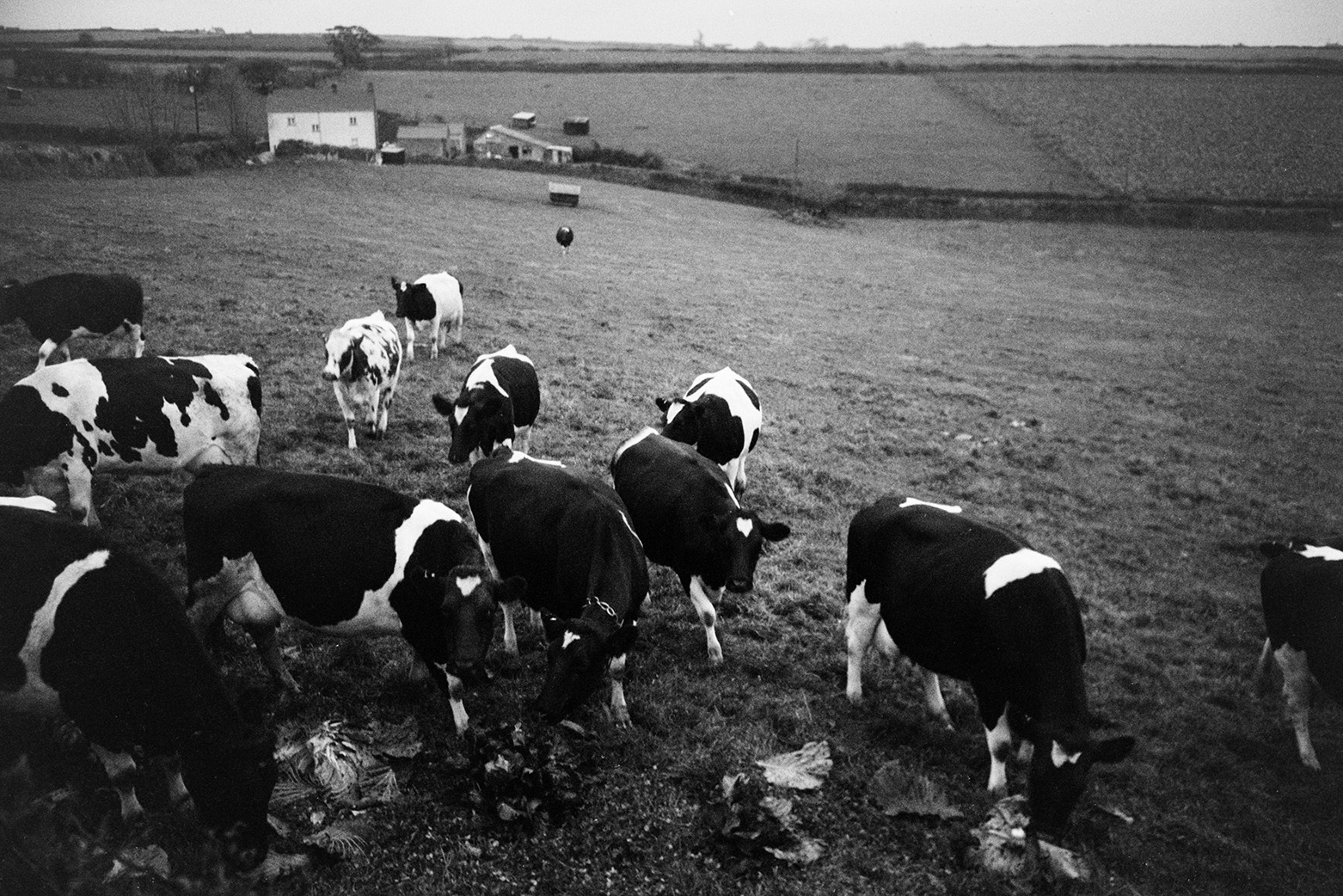 Cows eating flatpole cabbages in a field at Mill Road Farm, Beaford. Farm buildings can be seen in the background. The farm was also known as Jeffrys.