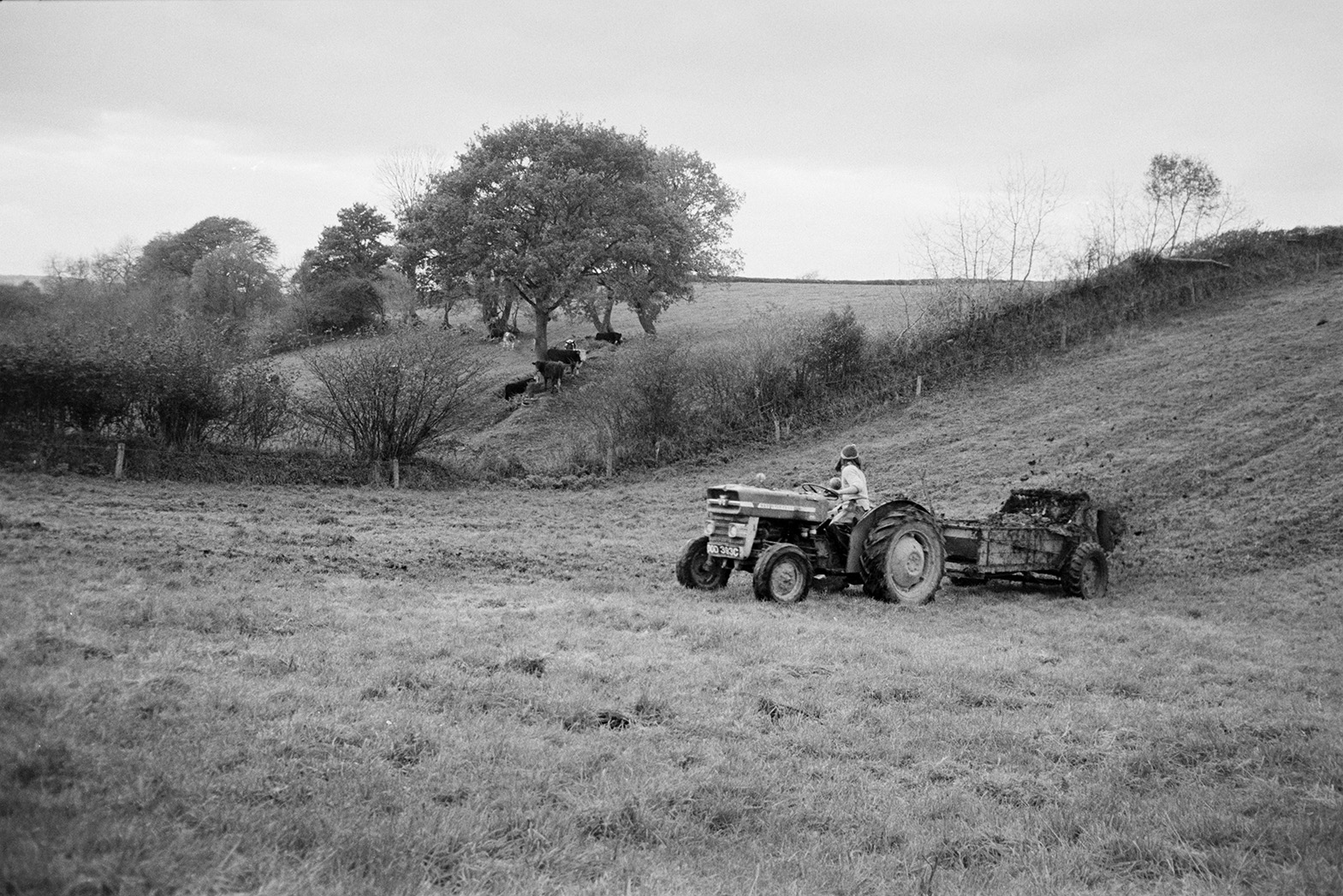 Derek Bright muckspreading in a field at Mill Road Farm, Beaford. Cattle and trees can be seen in the adjacent field. The farm was also known as Jeffrys.