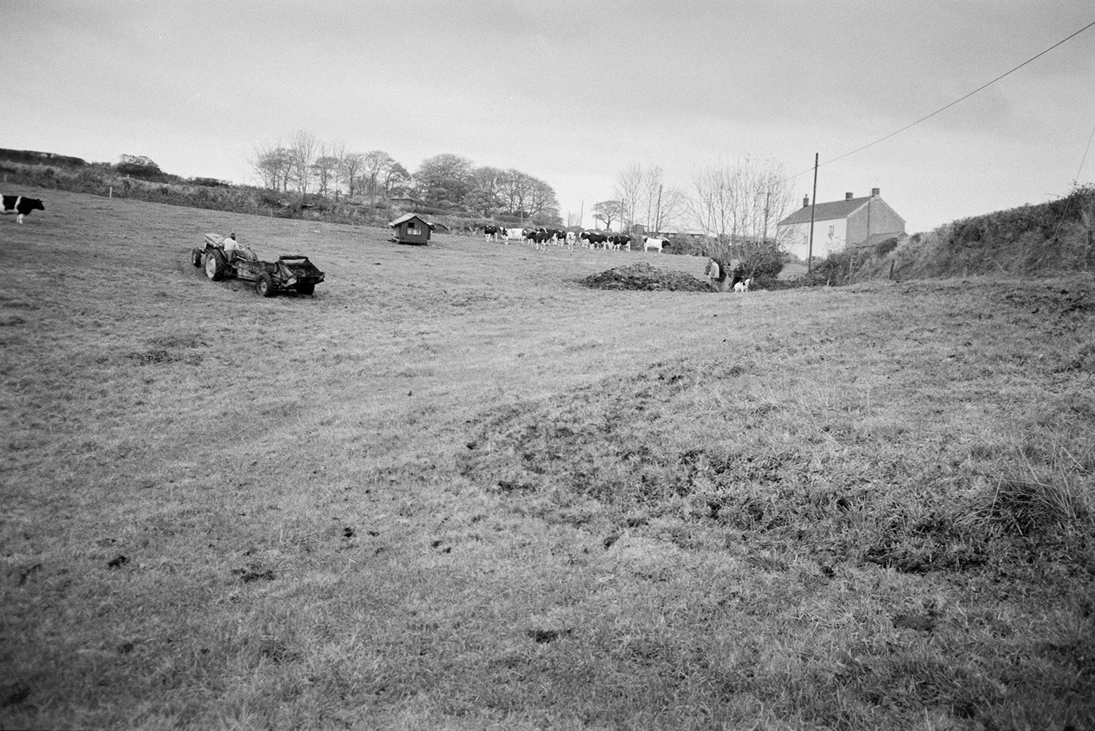 Derek Bright driving a muck spreader through a field with cows and a small wooden shed, possibly a poultry house, at Mill Road Farm, Beaford. A farmhouse can be seen in the background. The farm was also known as Jeffrys.