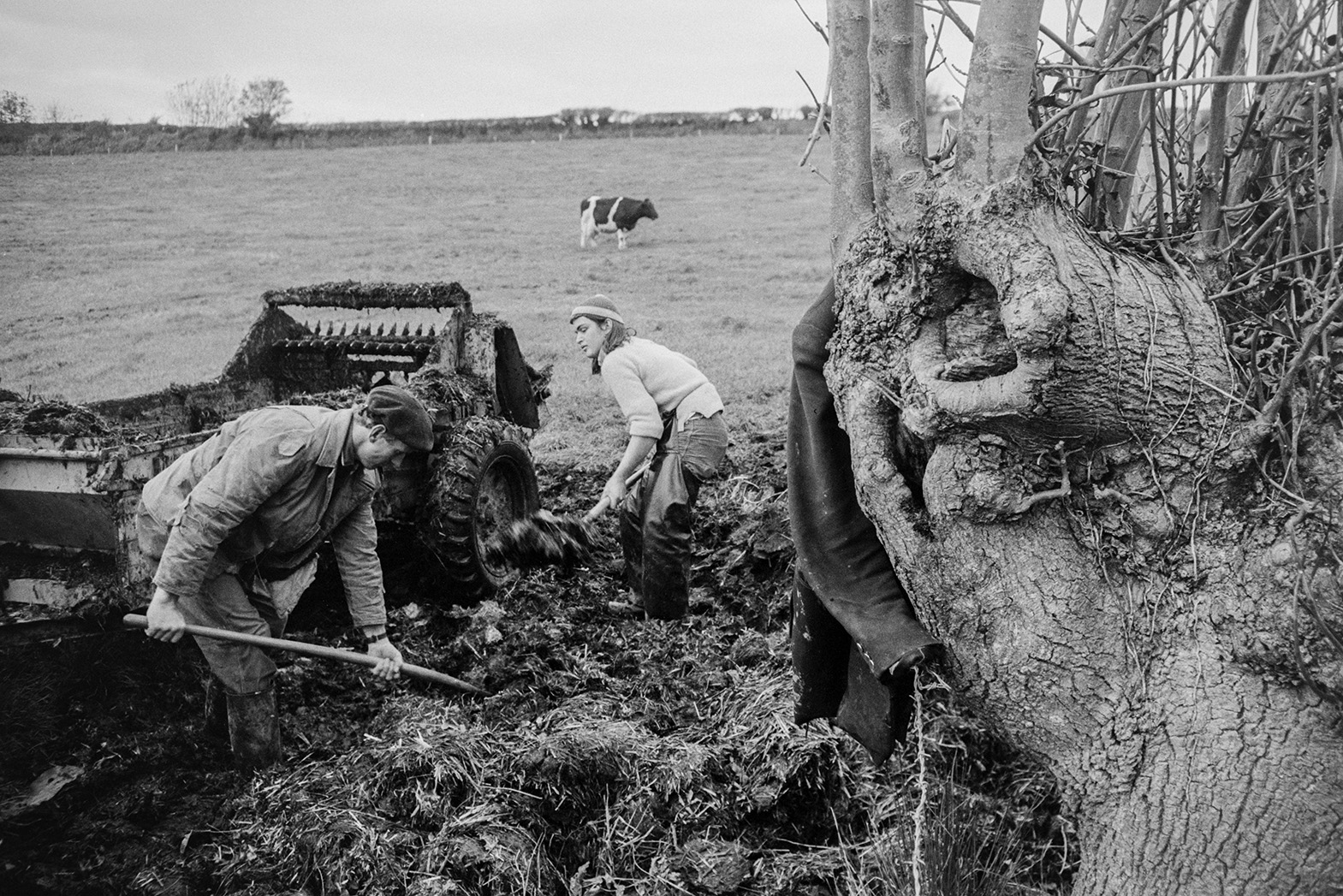 Derek Bright and Ivor Bourne, in the foreground, loading a muck spreader with manure from a muck heap or dung heap in a field at Mill Road Farm, Beaford. A jacket is hung on a tree in the foreground and a cow is visible in the background. The farm was also known as Jeffrys.