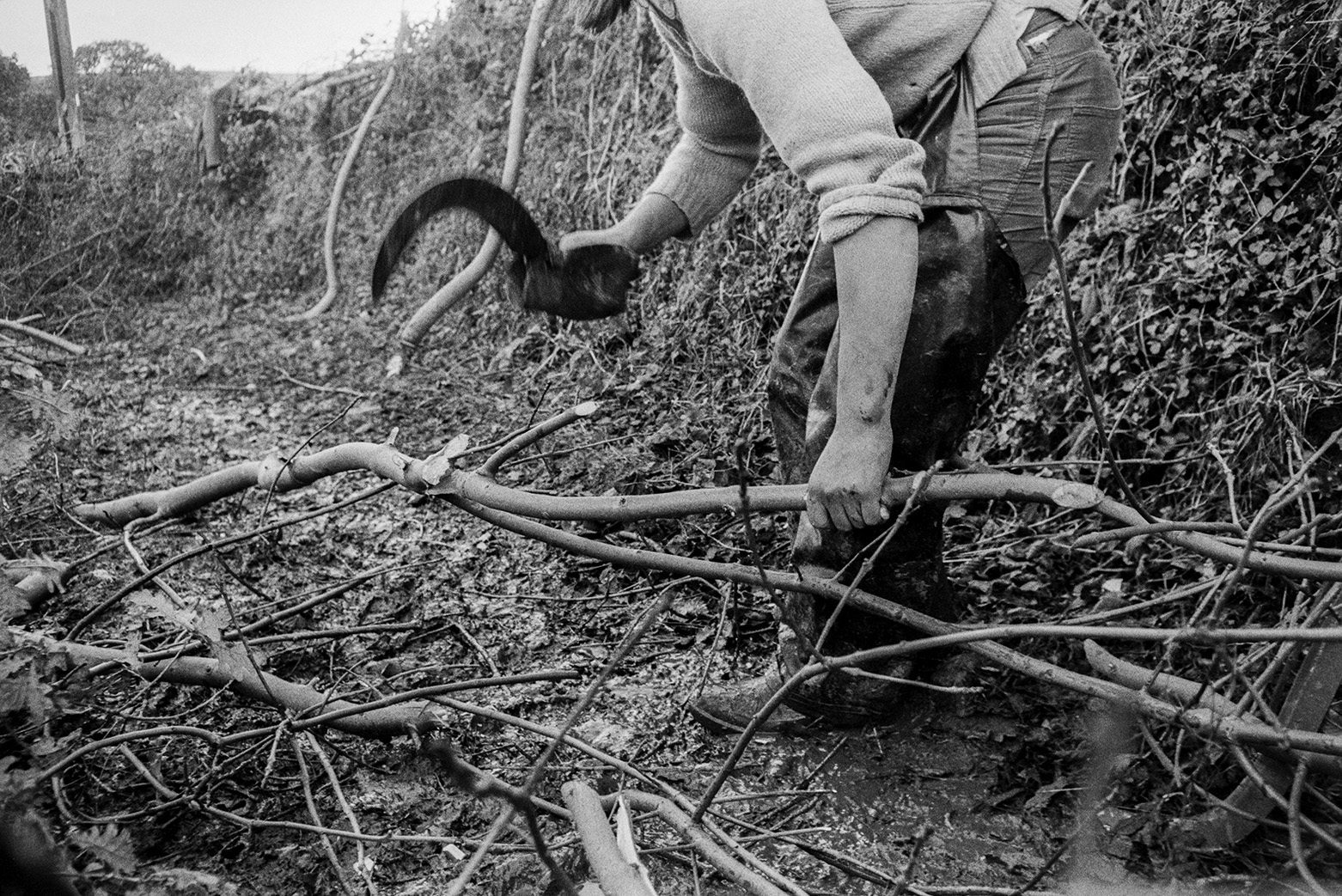Derek Bright cutting crooks from hedge cuttings with a bill hook, possibly in Green Lane at Beaford. He is wearing protective clothing over his legs.