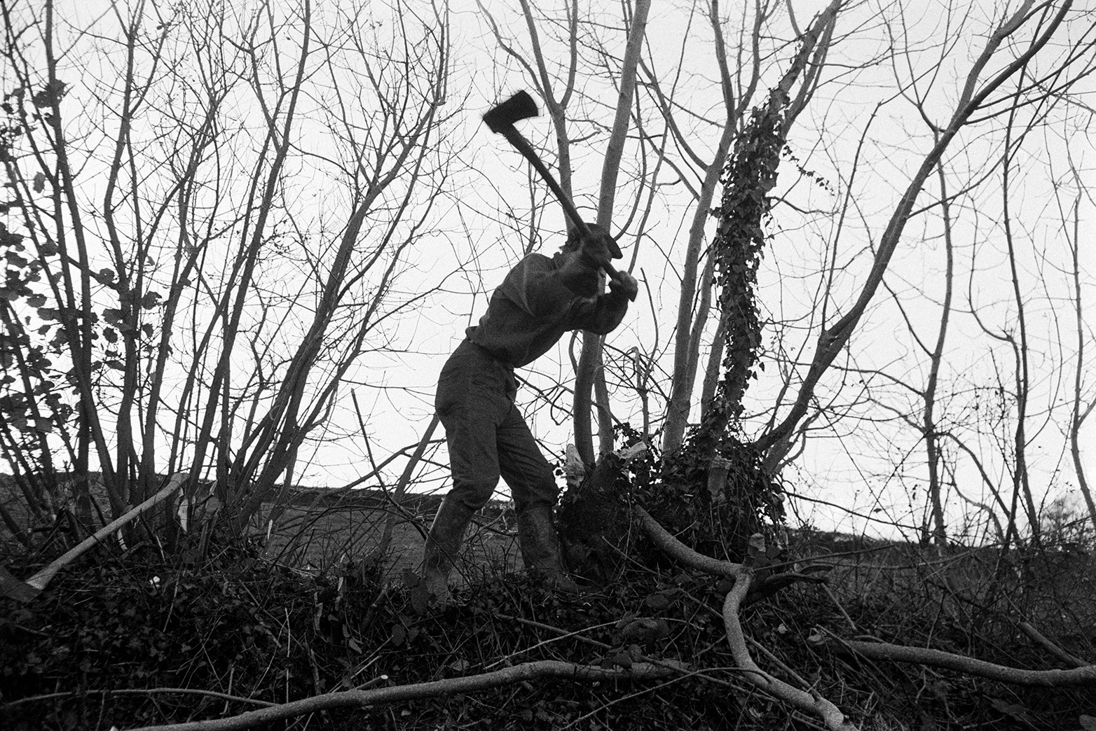 Ivor Bourne cutting sapling branches on top of a hedgebank, using an axe, in a field at Beaford.