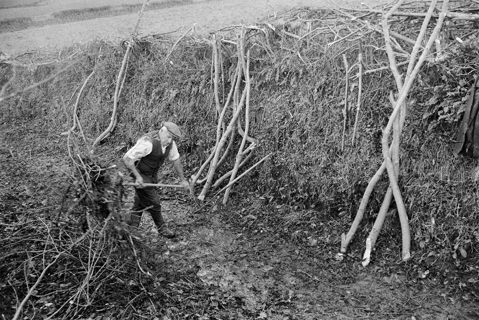 Tom Hooper trimming a hedge by hand in Green Lane, Beaford. He is carrying an axe and walking past branches propped against a laid hedge on the other side of the lane.