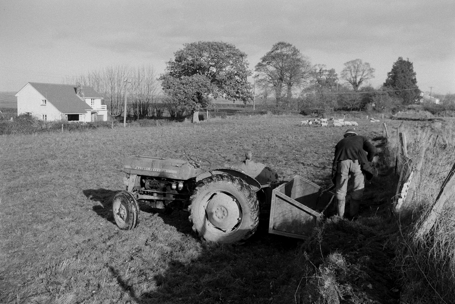 Derek Bright cutting turf, or clats, to mend a hedge broken by sheep, in a field at Mill Road Farm, Beaford. He is loading the turf into a link box. Sheep grazing and a house can be seen in the background. The farm was also known as Jeffrys.