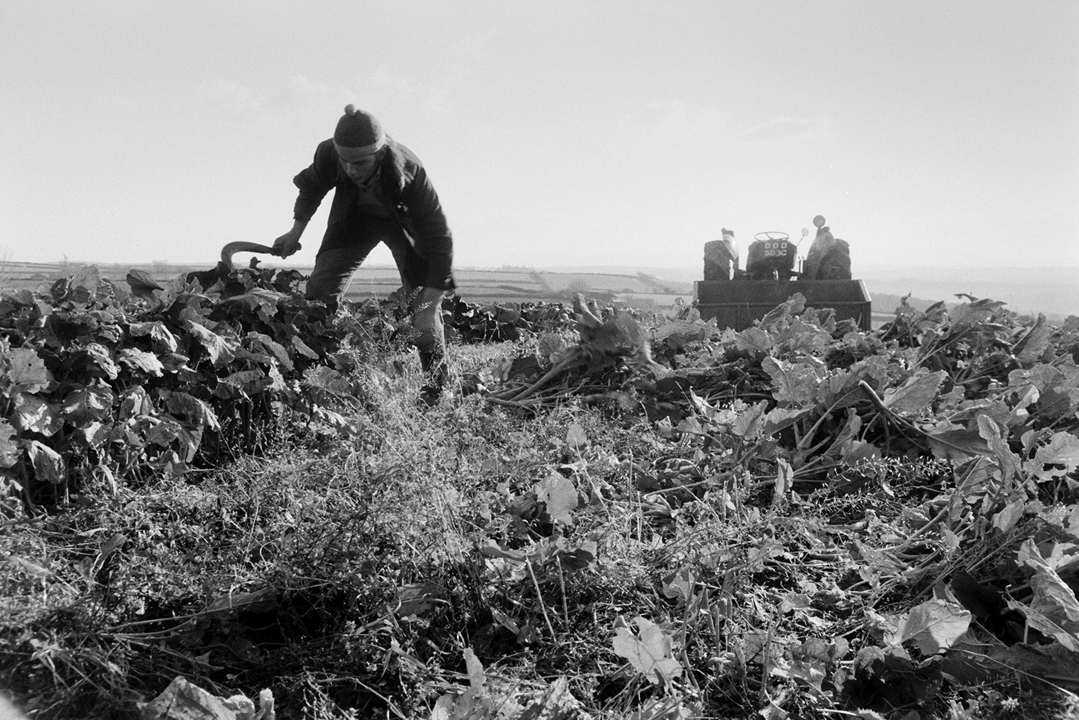 Derek Bright cutting kale for cattle using a bill hook, in a field at Mill Road Farm, Beaford. The farm was also known as Jeffrys.