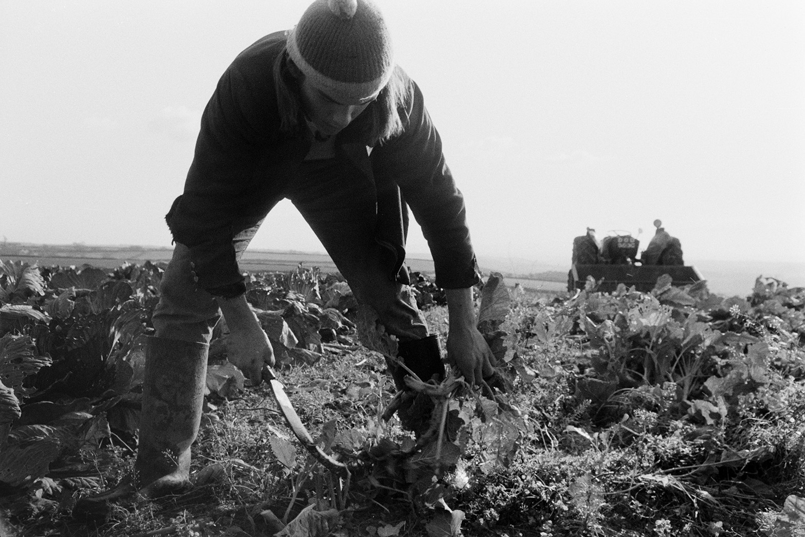 Derek Bright cutting kale for cattle using a hill hook, in a field at Mill Road Farm, Beaford. The farm was also known as Jeffrys.