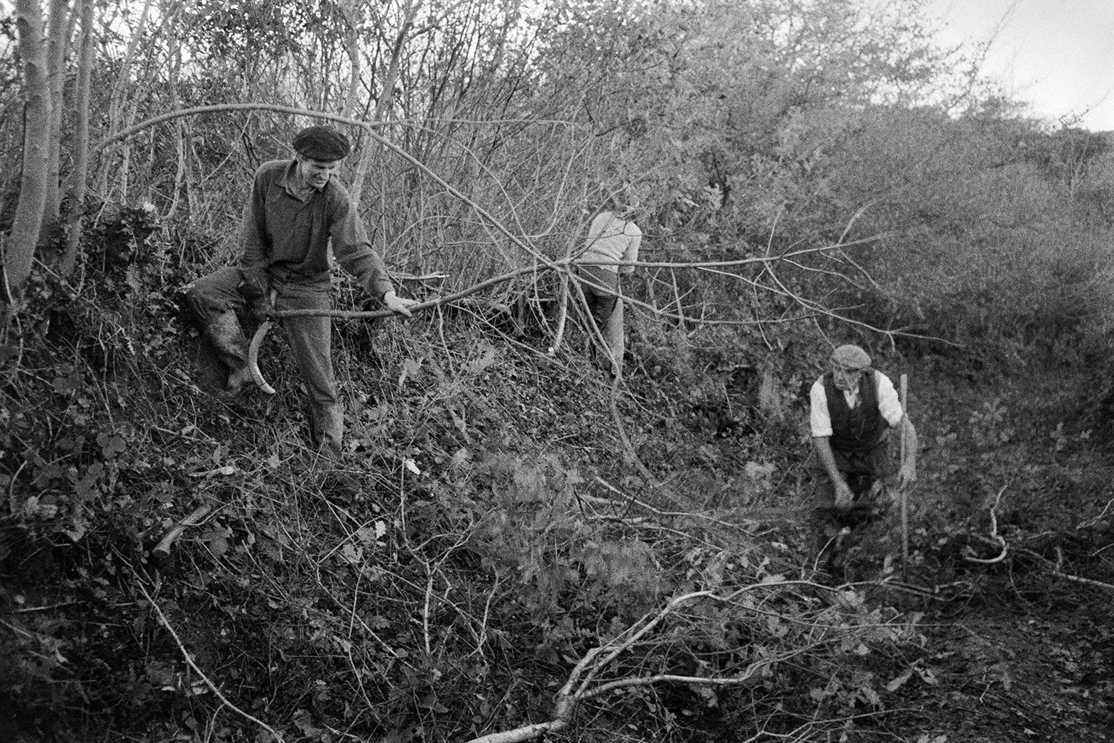 Ivor Bourne, Derek Bright and Tom Hooper (left to right) trimming a hedge, by hand with bill hooks, in Green Lane, Beaford.