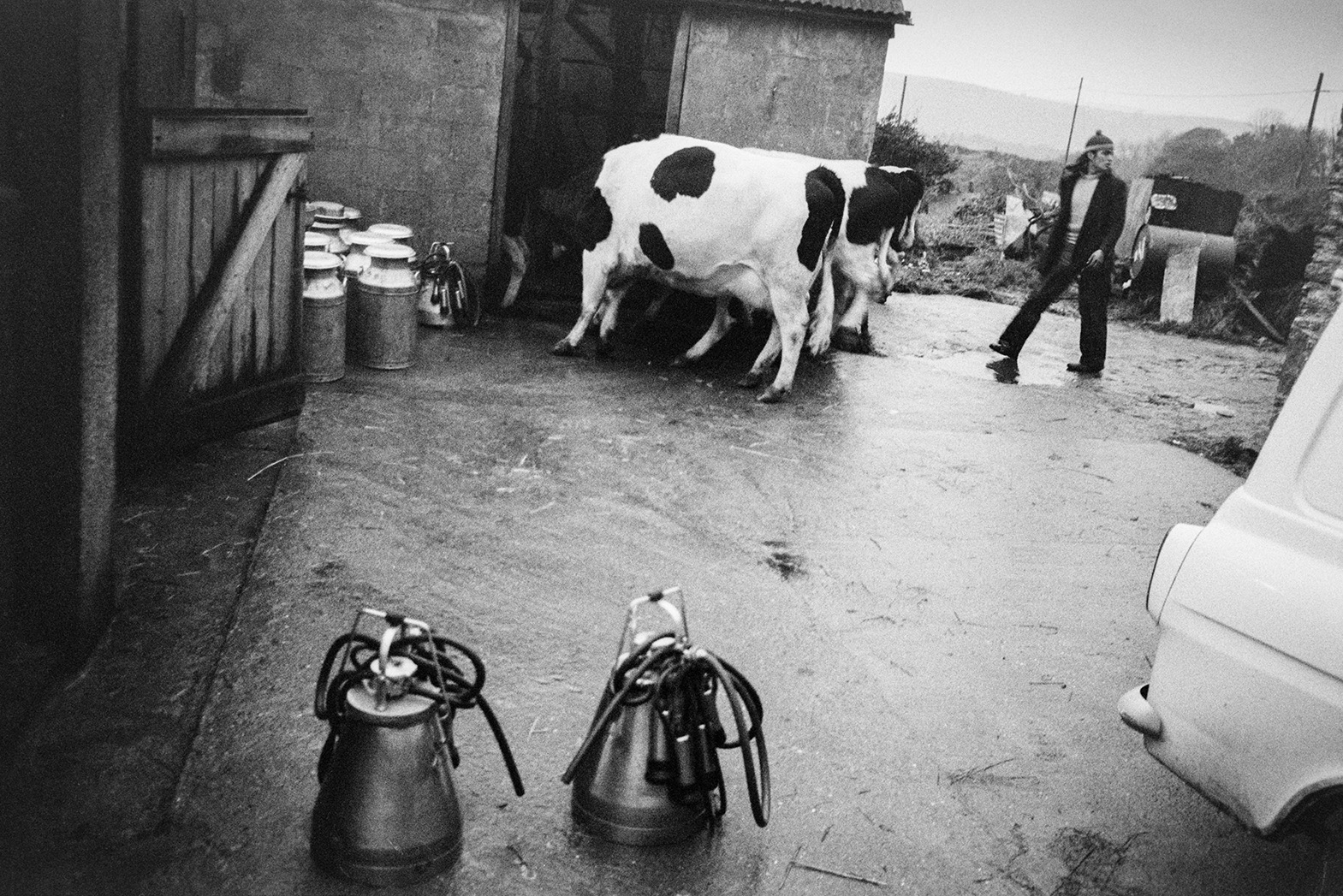 Derek Bright herding cows into a milking parlour to be milked, at Mill Road Farm, Beaford. Milking machine and milk churns can be seen in the farmyard. The farm was also known as Jeffrys.