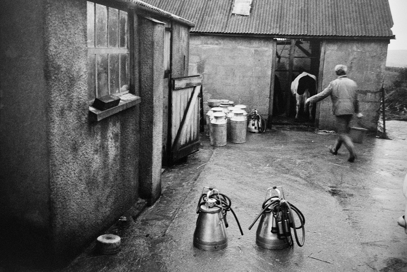 Ivor Bourne herding a cows into a milking parlour to be milked at Mill Road Farm, Beaford. He is also carrying a bucket. Milking machines and milk churns can be seen in the farmyard. The farm was also known as Jeffrys.