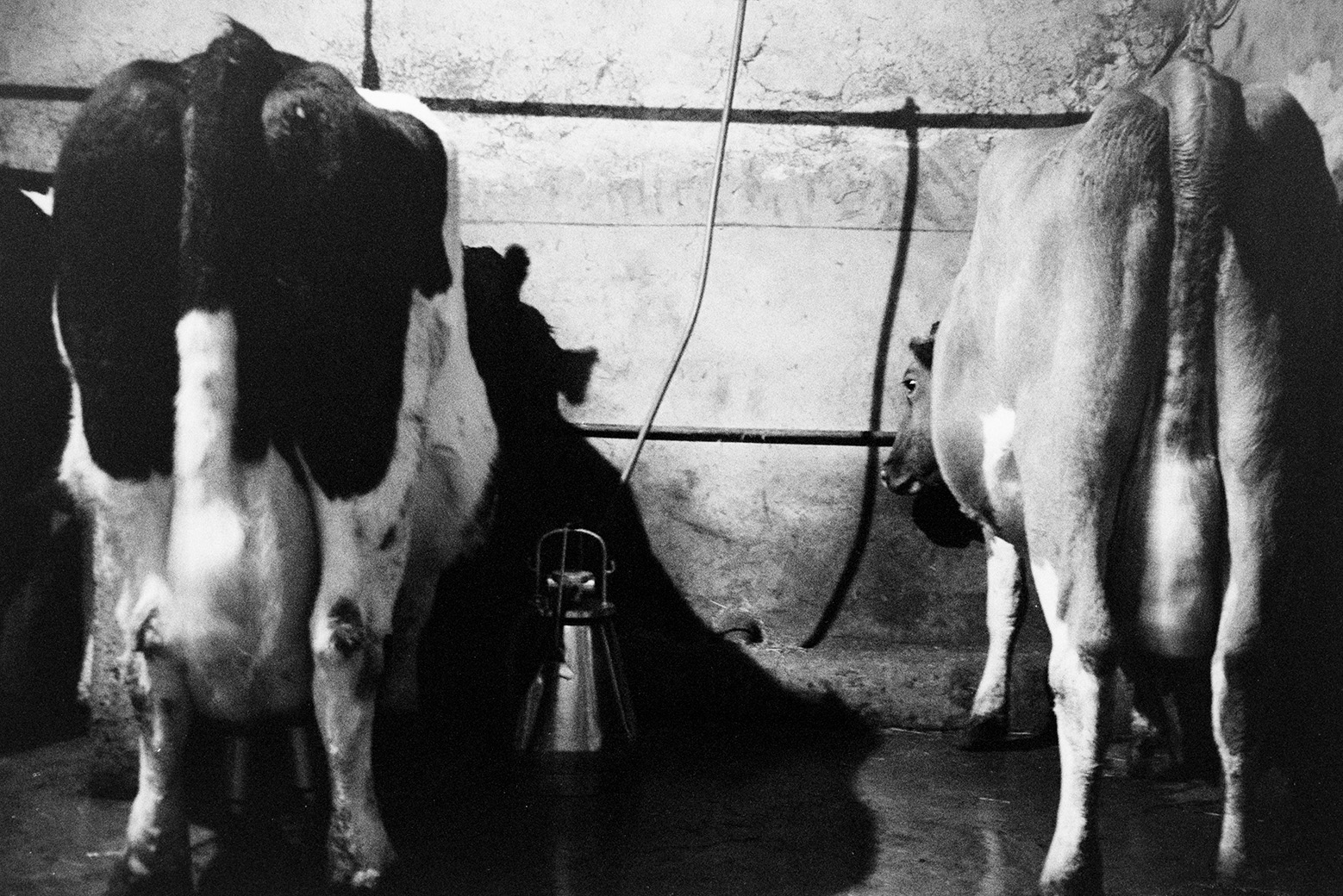 Two cows being milked using milking machines in a milking parlour at Mill Road Farm, Beaford. The farm was also known as Jeffrys.
