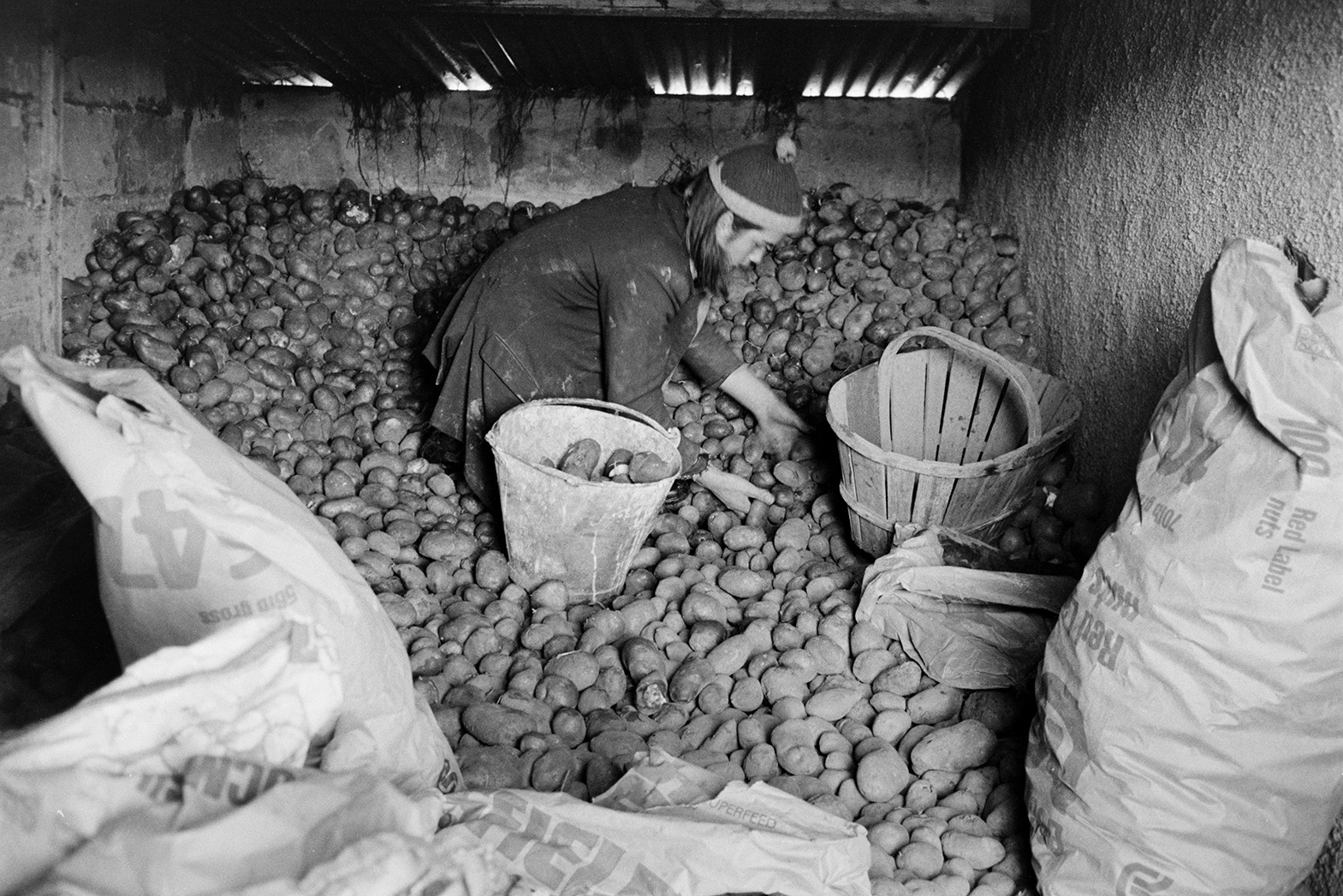 Derek Bright sorting potatoes in a shed at Mill Road Farm, Beaford, into those for selling, those for seed and those which are rotten. He is sorting them into a bucket and a trug. Sacks are visible in the foreground. The farm was also known as Jeffrys.