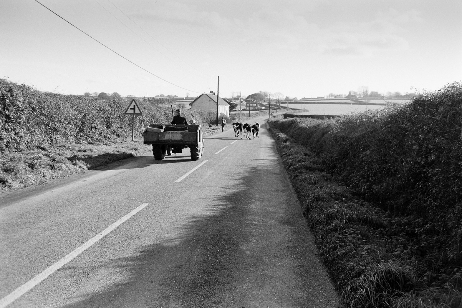 Bullocks being herded down a road in Beaford by Derek Bright, driving a tractor and link box. They are going to their winter quarters. Ivor Bourne is running own the road ahead of them.