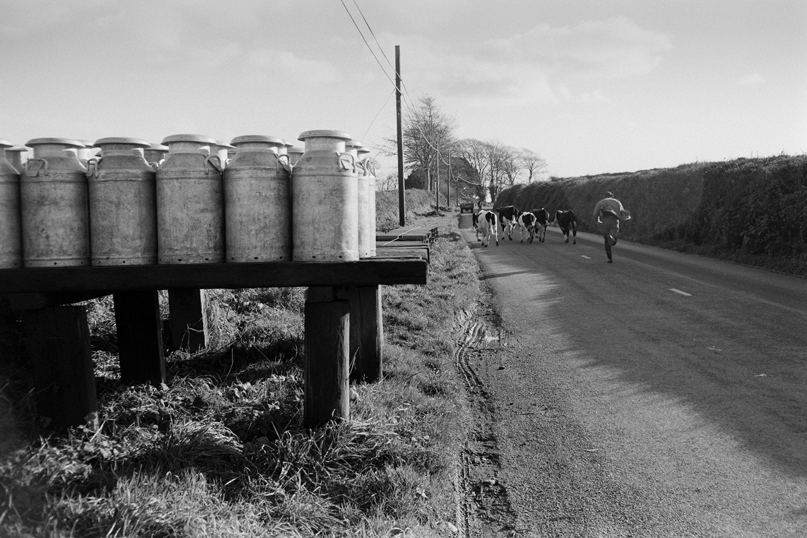 Bullocks being herded by Ivor Bourne down a road in Beaford, past milk churns on a wooden milk churn stand. They are going to their winter quarters.
