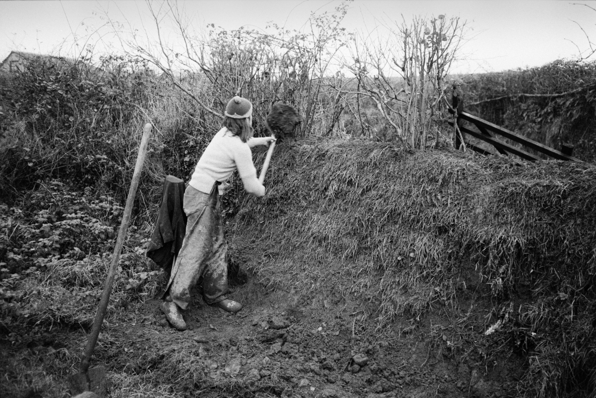 Derek Bright clatting, or building up hedge bank with turf in a field at Mill Road Farm, Beaford. The farm was also known as Jeffrys.