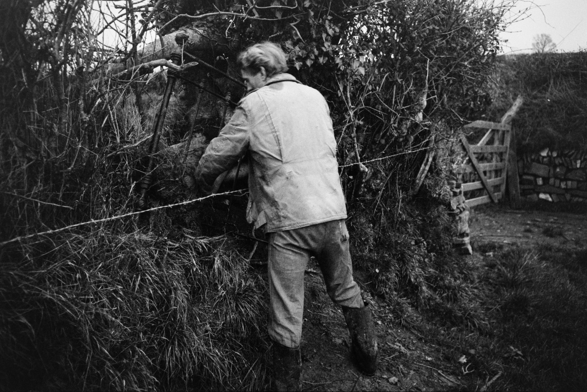 Ivor Bourne blocking a hole in a hedge, in a field at Mill Road Farm, Beaford, with a bedpost. The hole was made by sheep. The farm was also known as Jeffrys.