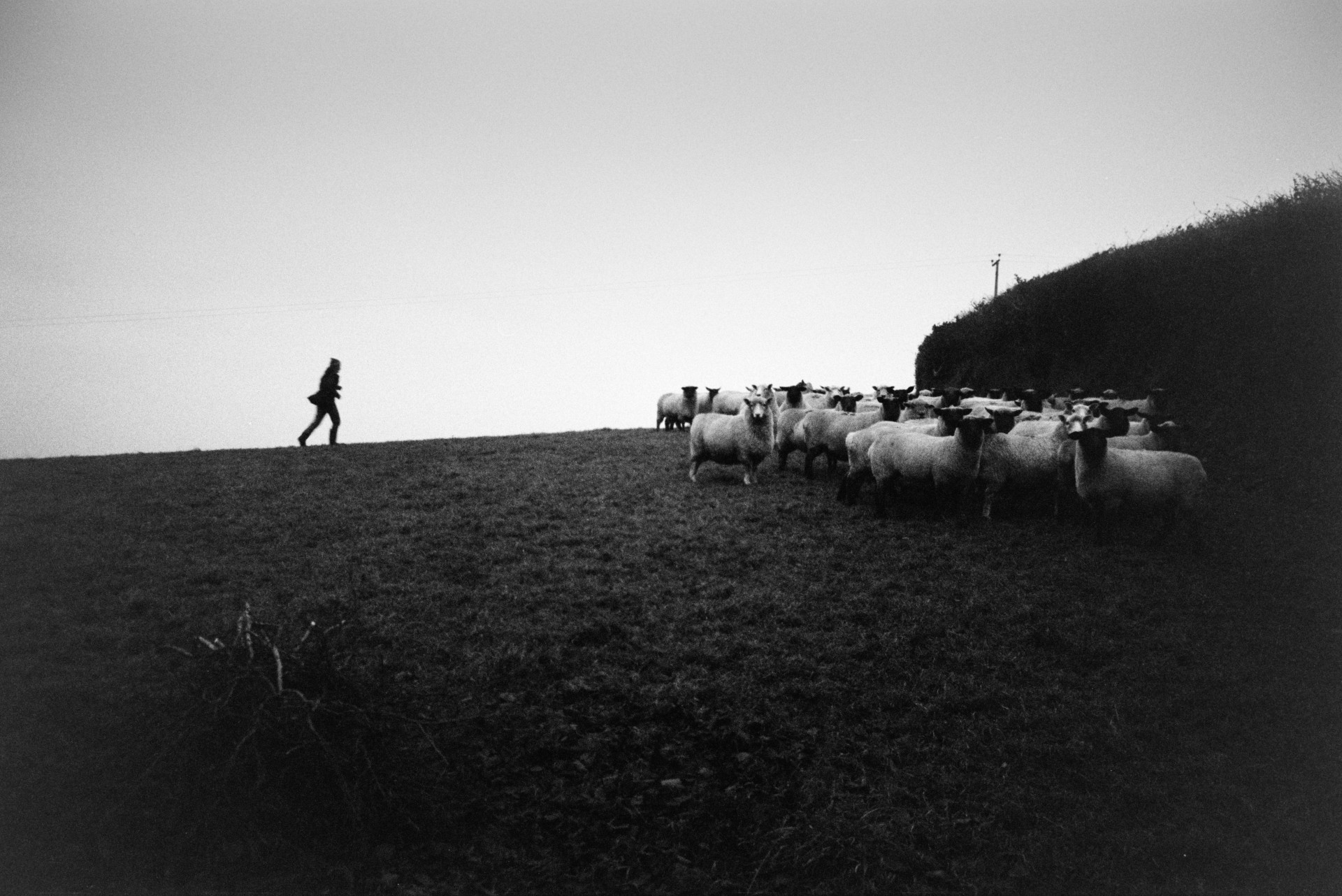 Derek Bright herding sheep in a field at Mill Road Farm, Beaford. He is silhouetted on the horizon. The farm was also known as Jeffrys.