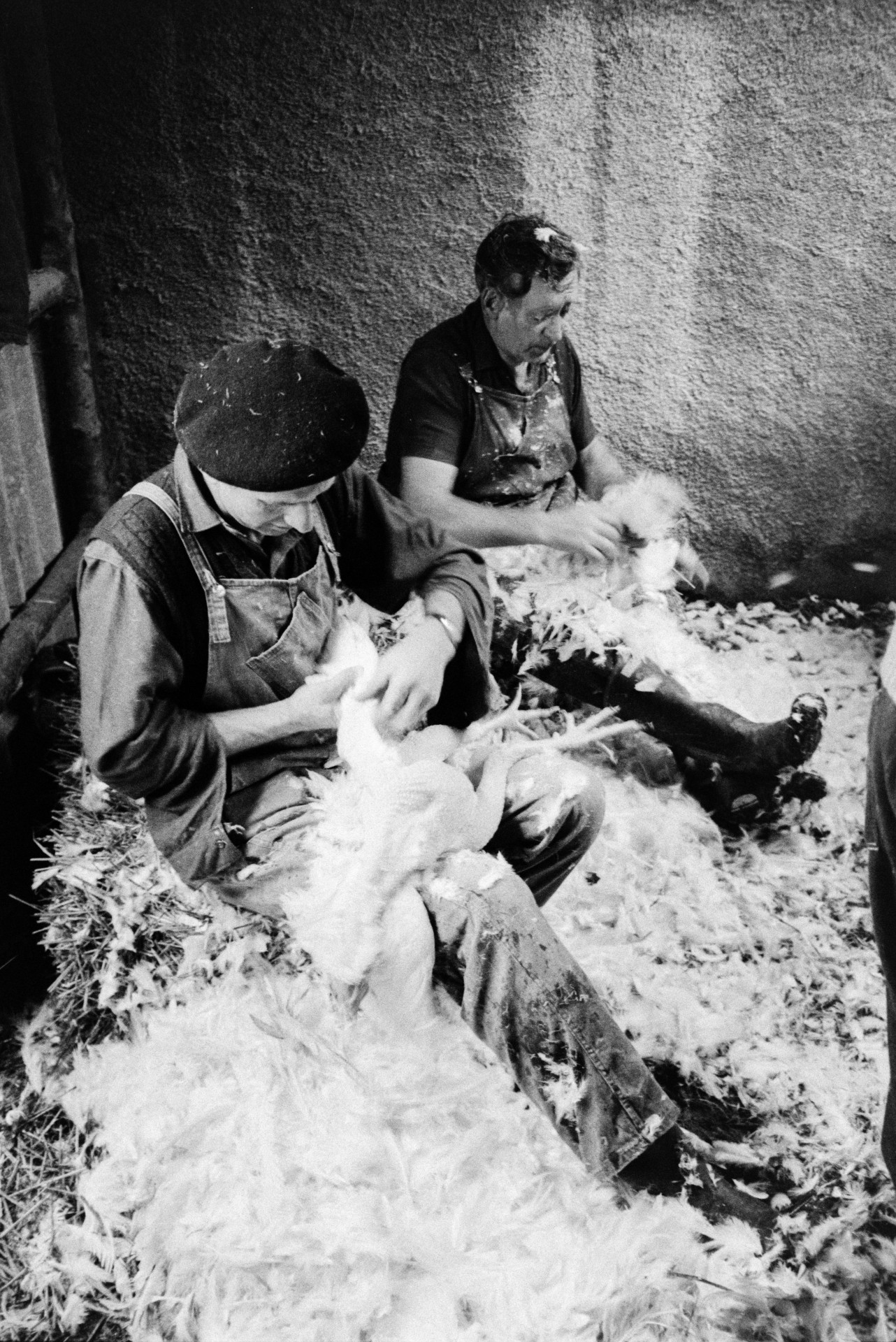 Ivor Bourne and Tom Spicer plucking chickens for Christmas, in a shed at Mill Road Farm, Beaford. The farm was also known as Jeffrys.