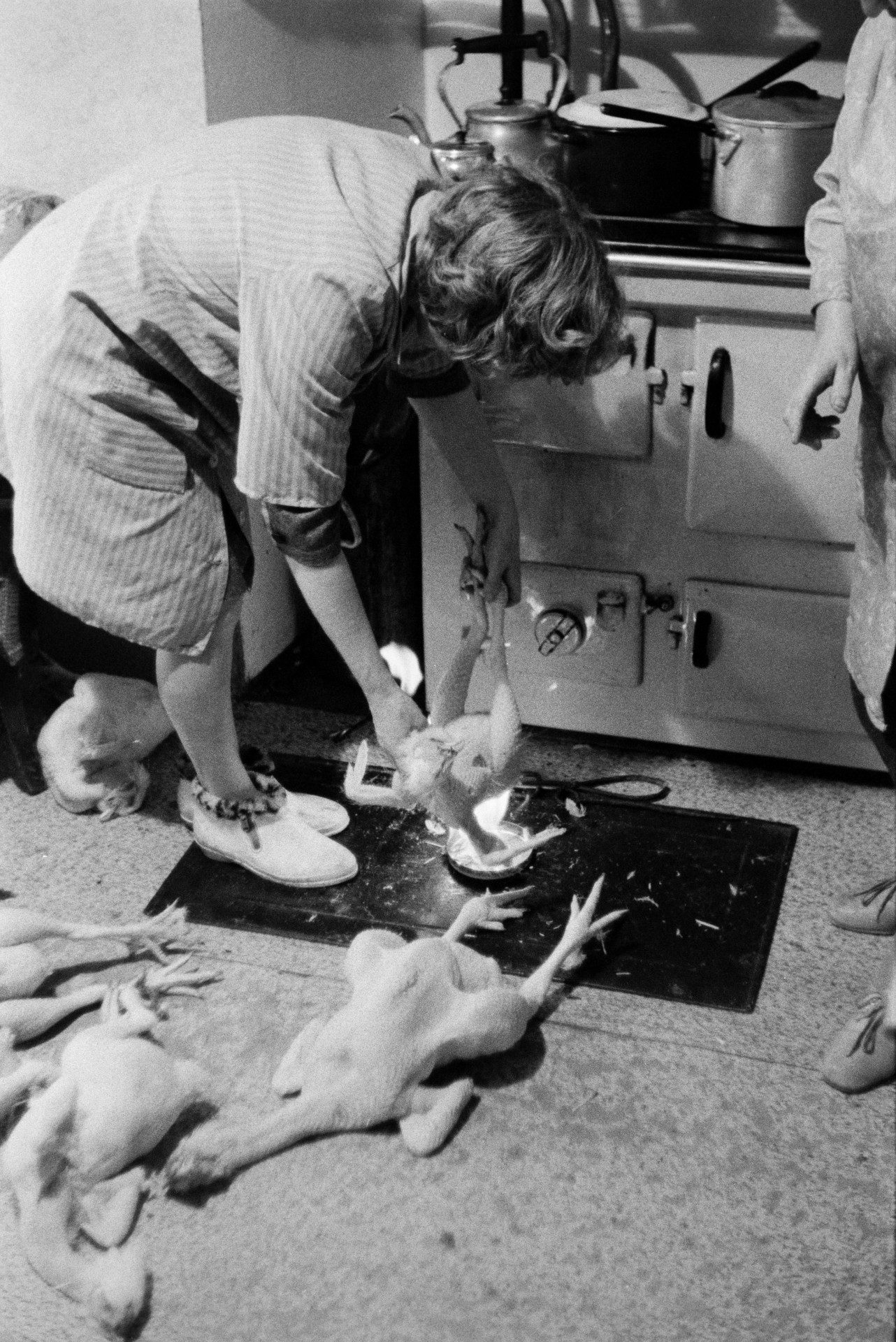 Women preparing chickens for Christmas in a kitchen by a rayburn stove, at Mill Road Farm, Beaford. The farm was also known as Jeffrys.