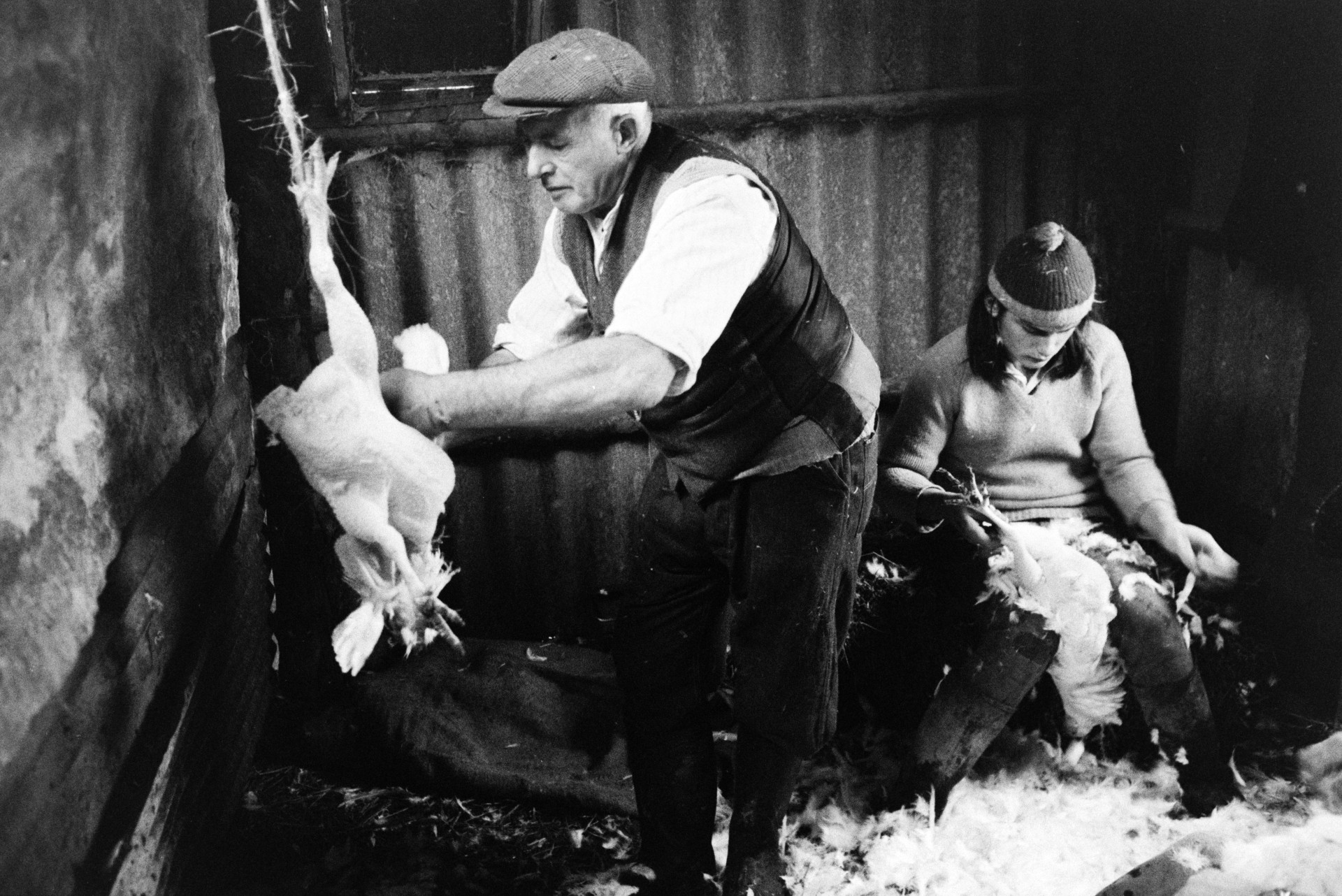 Derek Bright, sat down, and Tom Hooper plucking chickens for Christmas, in a shed at Mill Road Farm, Beaford. The farm was also known as Jeffrys.