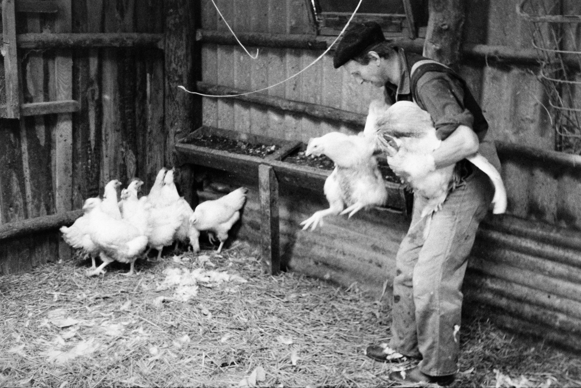 Ivor Bourne catching chickens to kill and pluck for Christmas, in a corrugated iron shed at Mill Road Farm, Beaford. The farm was also known as Jeffrys.