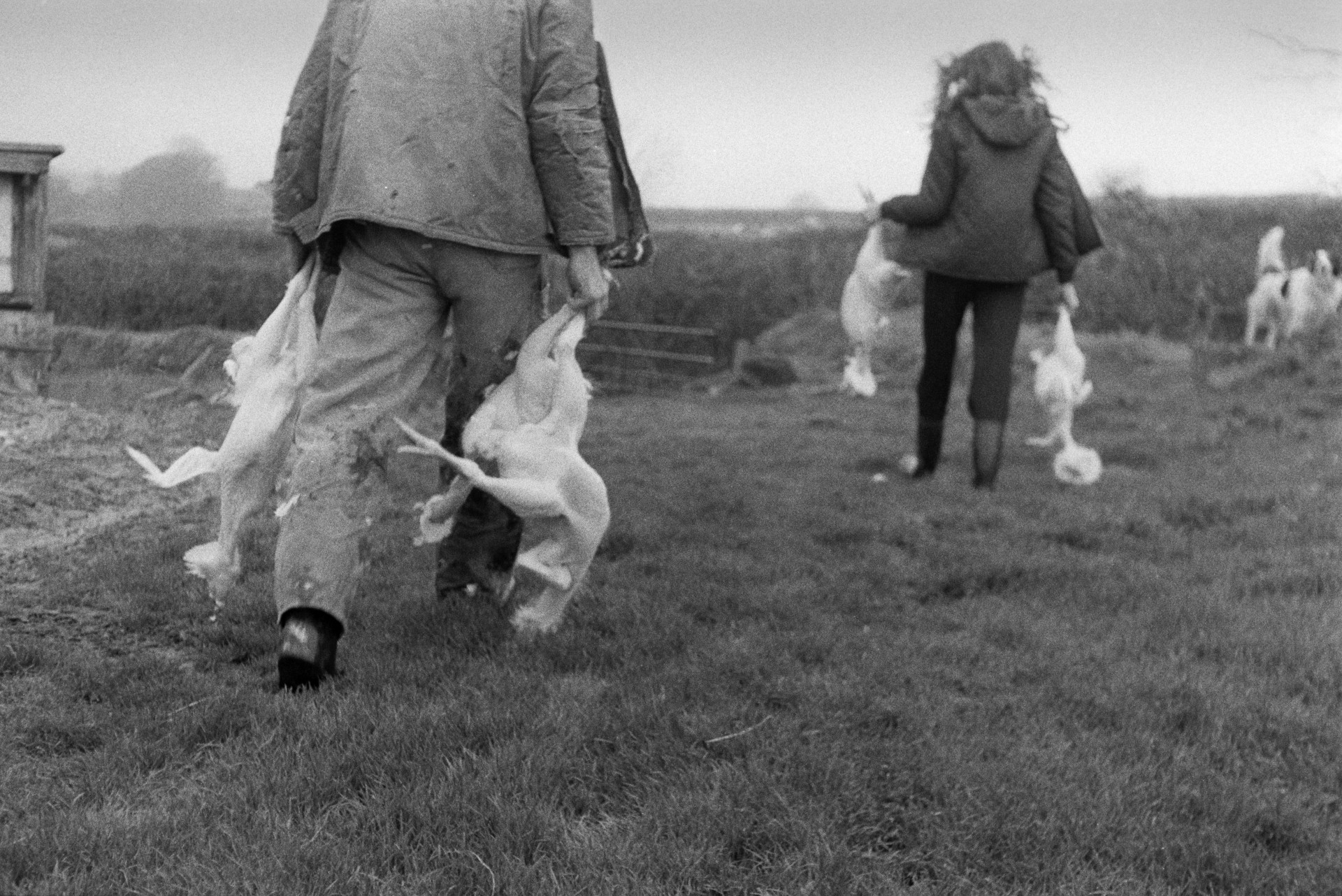 A man and woman carrying plucked chickens across a field at Mill Road Farm, Beaford to be prepared for Christmas. The farm was also known as Jeffrys.