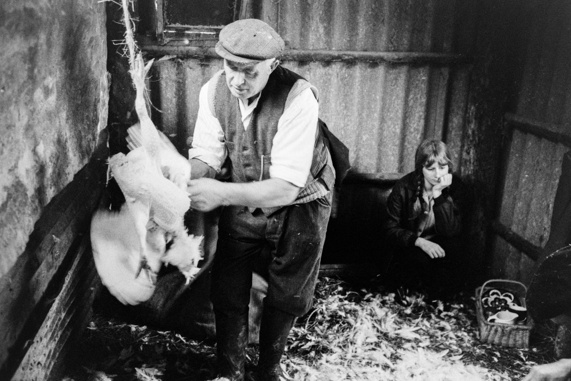 Tom Hooper plucking a chicken in a corrugated iron shed at Mill Road Farm, Beaford, while a woman waits to take the chickens to the farmhouse in the background. A basket with cups is on the floor beside her. The farm was also known as Jeffrys.