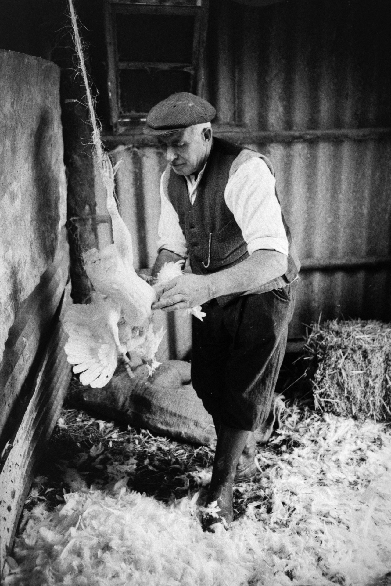 Tom Hooper plucking chickens for Christmas in a corrugated iron barn at Mill Road Farm, Beaford. The farm was also known as Jeffrys.