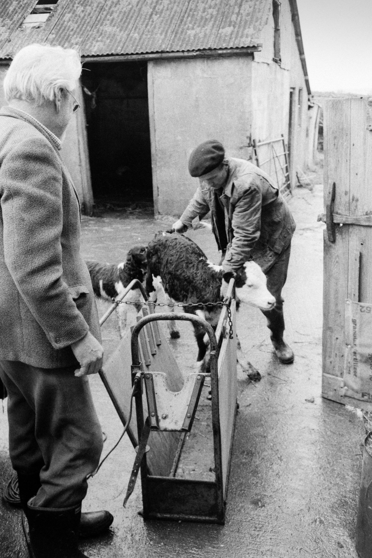 Ivor Bourne coaxing a calf into a cattle crush so a vet can de-horn it, at Mill Road Farm, Beaford. A barn and dog can be seen in the background. The farm was also known as Jeffrys.