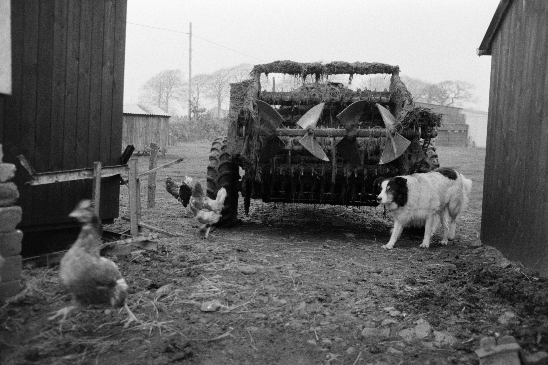 Chickens roaming around a farmyard by a muck spreader at Mill Road Farm, Beaford. A dog is about to chase the chickens. The farm was also known as Jeffrys.