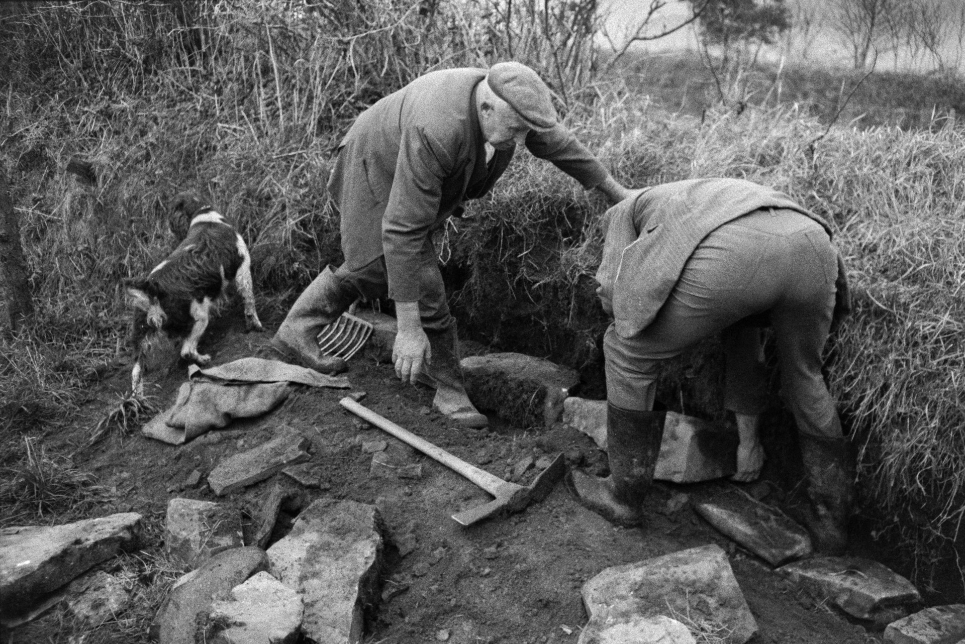Mr Hooper, on the left, and Ivor Bourne strengthening the hedges in a corner of a field with stone walling, at Mill Road Farm, Beaford. An axe, fork and dog are nearby. The farm was also known as Jeffrys.