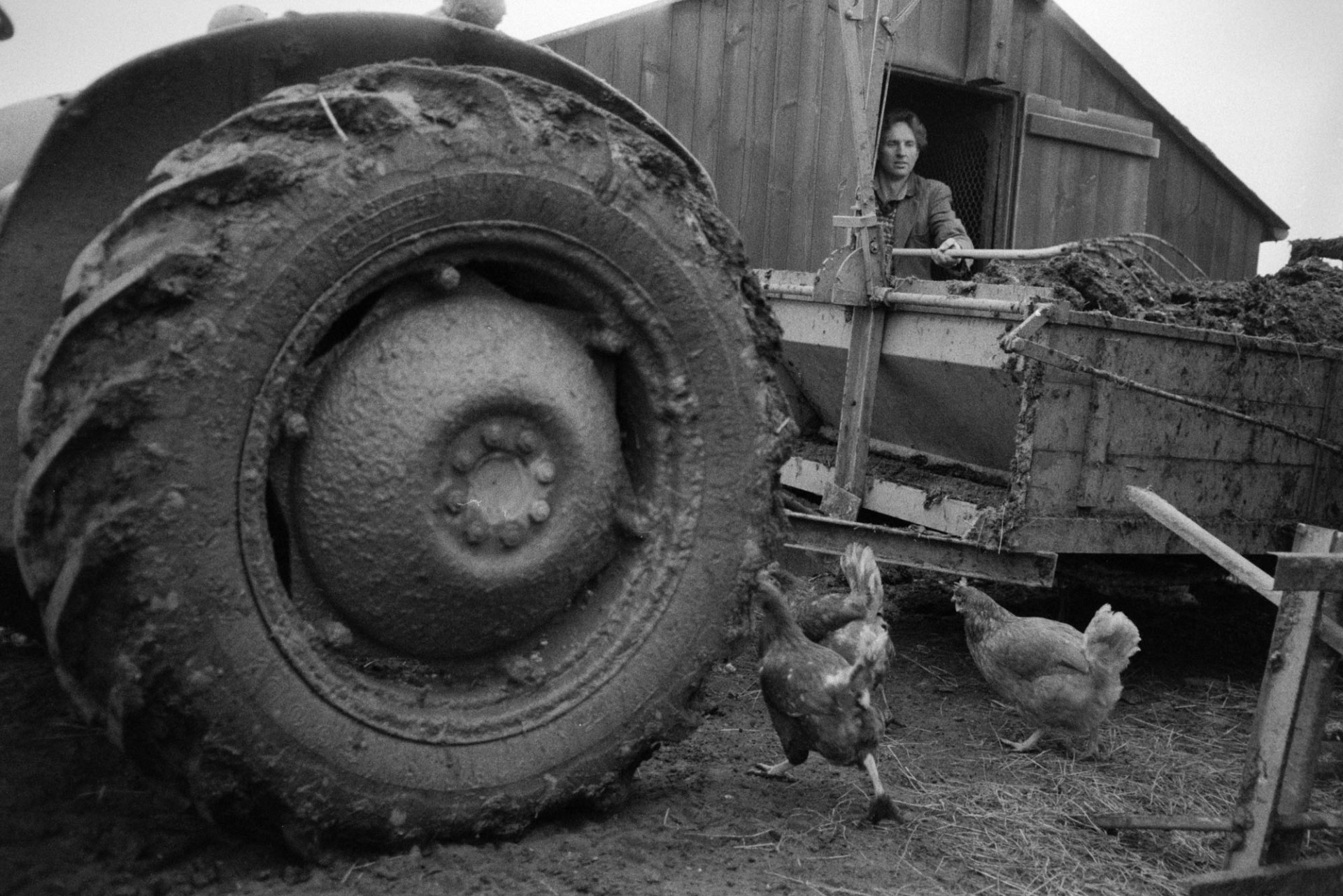 Ivor Bourne cleaning out chicken houses and putting the muck into a muck spreader, at Mill Road Farm, Beaford. Chickens are roaming around the wheel of the tractor attached to the muck spreader. The farm was also known as Jeffrys.