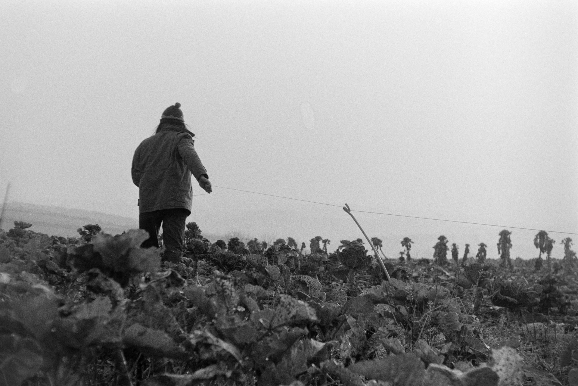 Derek Bright putting up an electric fence to keep cattle off a kale crop, in a field at Mill Road Farm, Beaford. The farm was also known as Jeffrys.