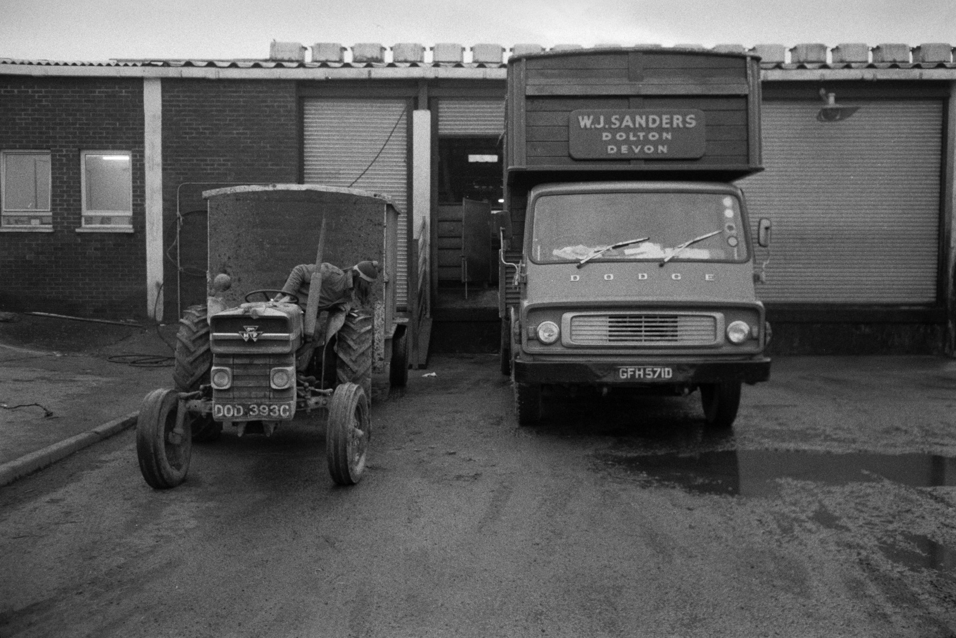 Derek Bright driving a tractor and trailer with sheep to be slaughtered, into the depot of the North Devon Meat Company at Torrington. A W J Sanders of Dolton lorry is parked next to the tractor.