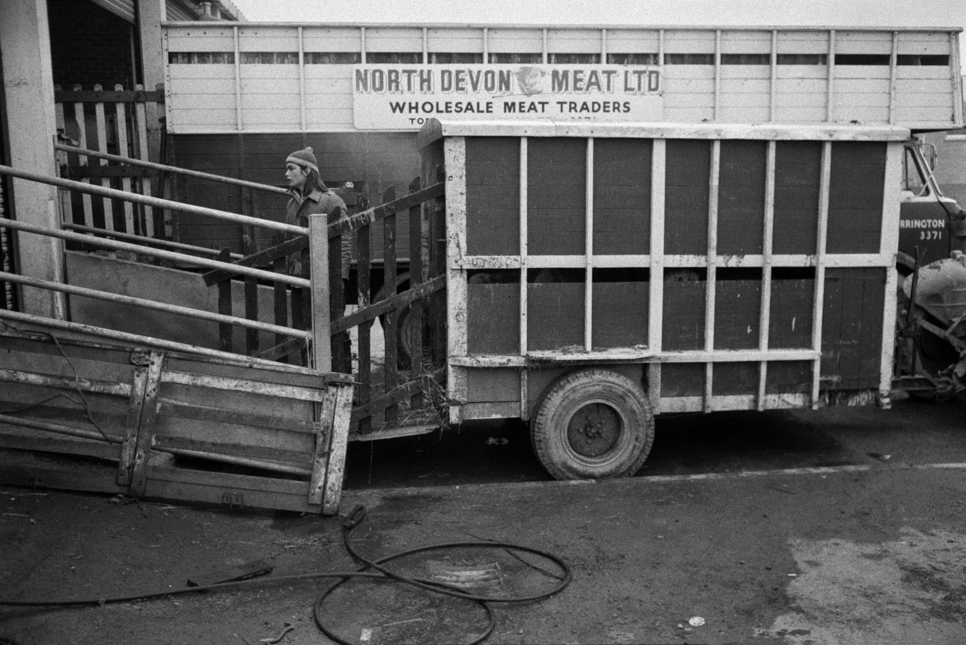 Derek Bright unloading a trailer with sheep to be slaughtered at the North Devon Meat Company in Torrington.