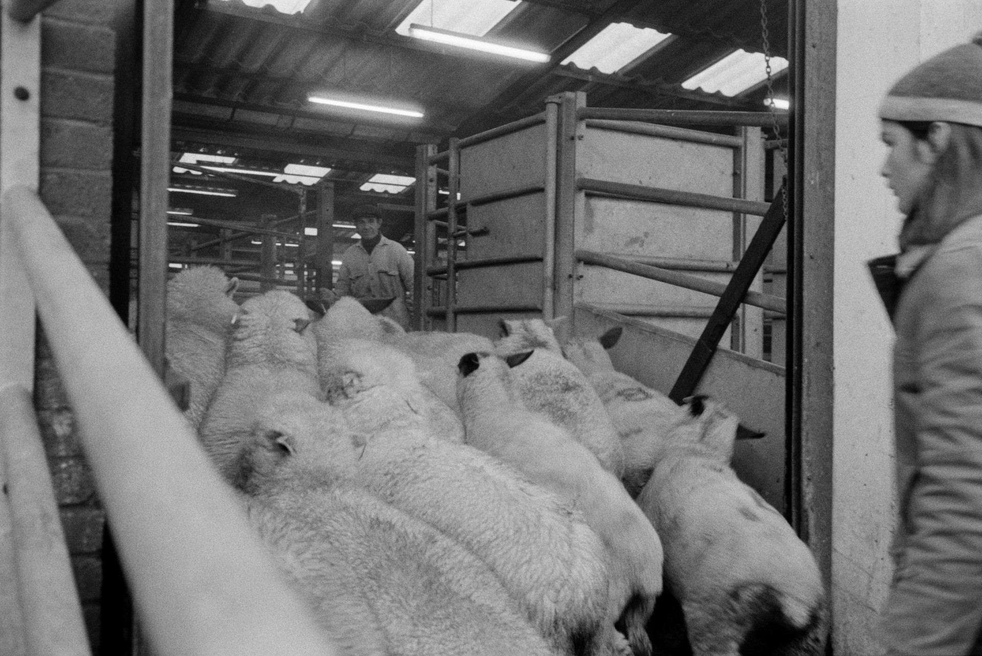 Derek Bright unloading sheep to be slaughtered at the North Devon Meat Company in Torrington.