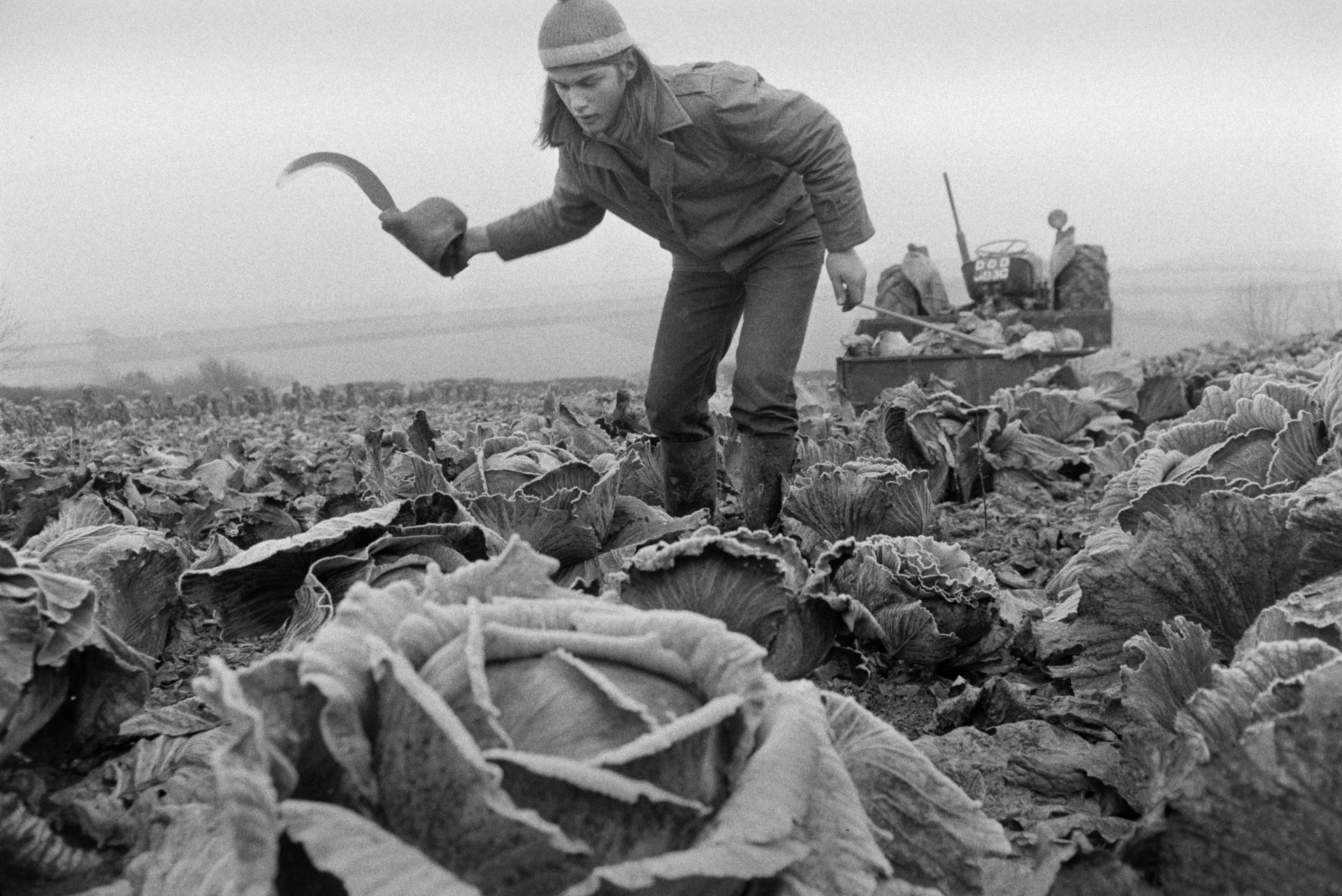 Derek Bright cutting flatpole cabbages in a field at Mill Road Farm, Beaford, with a bill hook. The cabbages are for cattle feed. The farm was also known as Jeffrys.