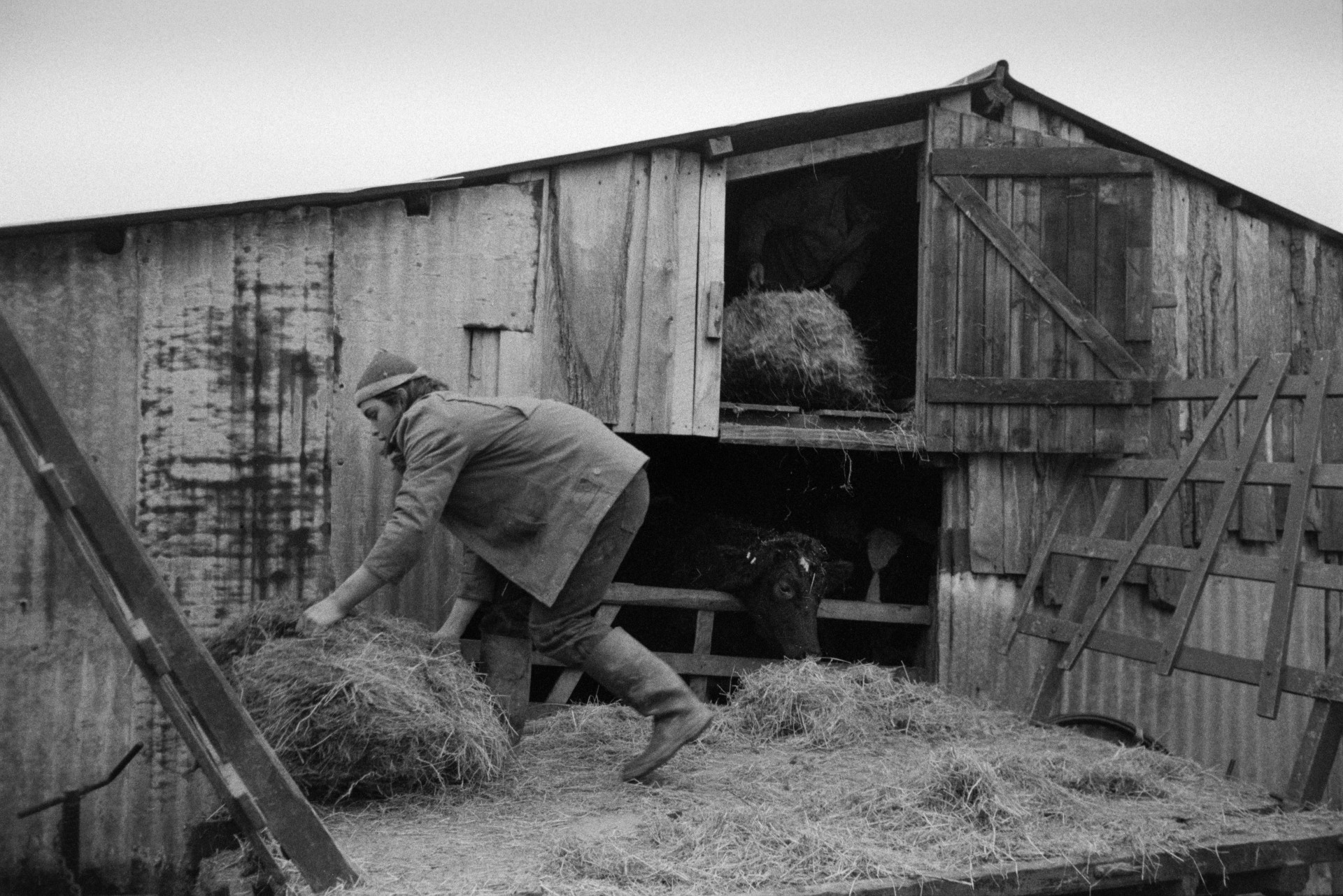 Derek Bright unloading hay bales from a trailer and putting them in a barn tallet at Mill Road Farm, Beaford. A cow is eating some of the hay from the trailer, over the barn gate. The farm was also known as Jeffrys.