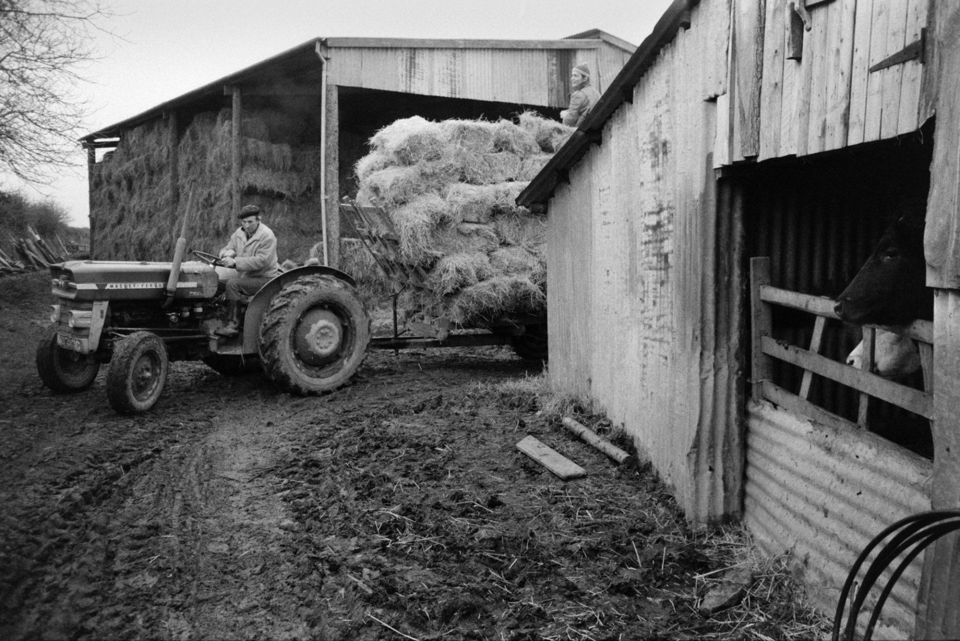 Ivor Bourne driving a tractor and trailer with hay bales to a cattle shed at Mill Road Farm, Beaford. A barn with hay bales is visible in the background and a cow looking over a gate to a barn can be seen in the foreground. The farm was also known as Jeffrys.