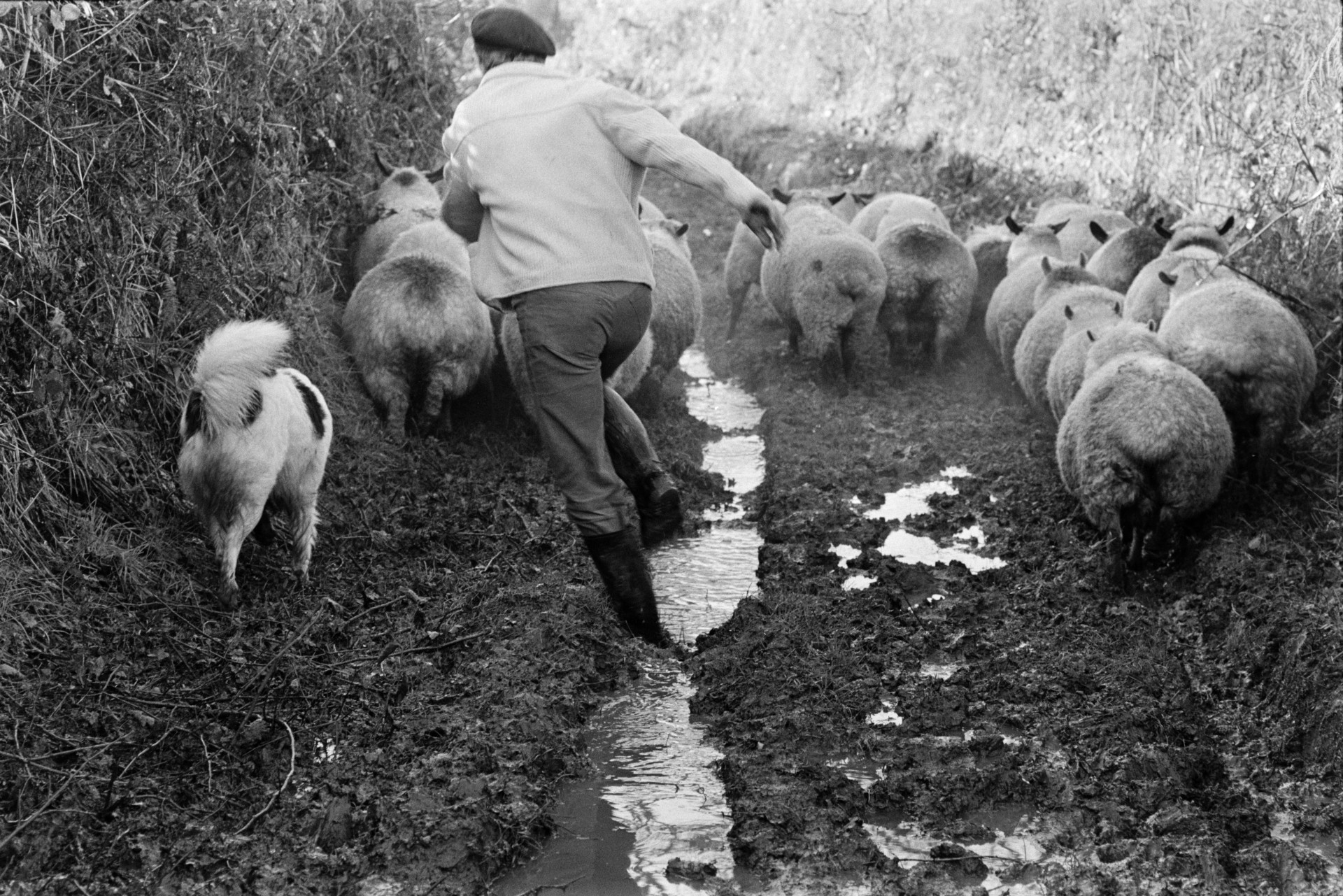 Ivor Bourne and a dog herding sheep along a muddy lane at Beaford.