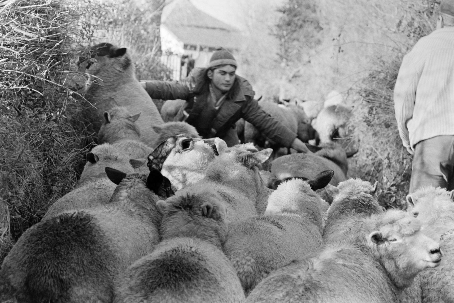 Derek Bright helping a man herd sheep along a lane in Beaford. He is trying to stop a sheep climbing into a hedge.